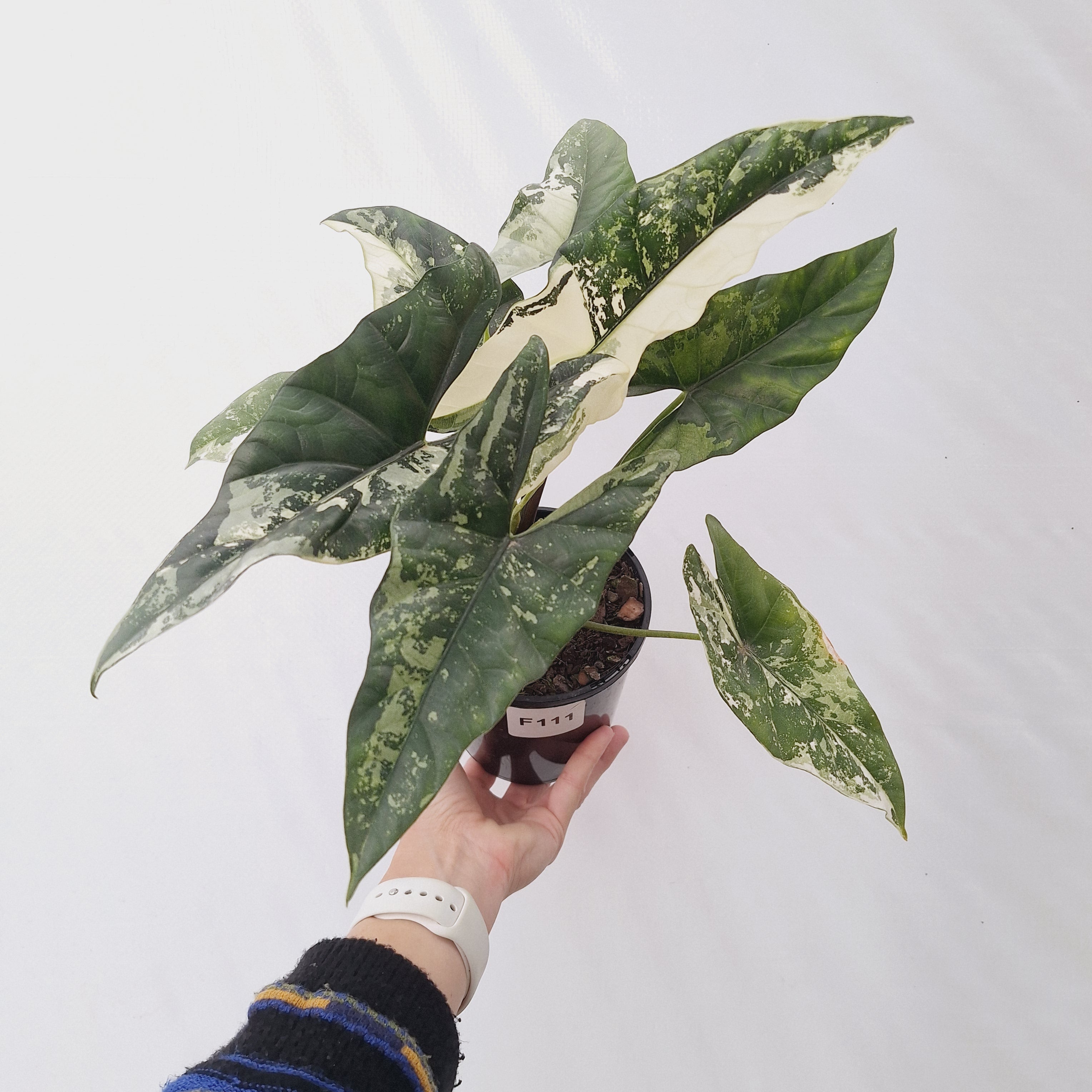 Alocasia ‘Simpo Albo’ Variegata - SALE