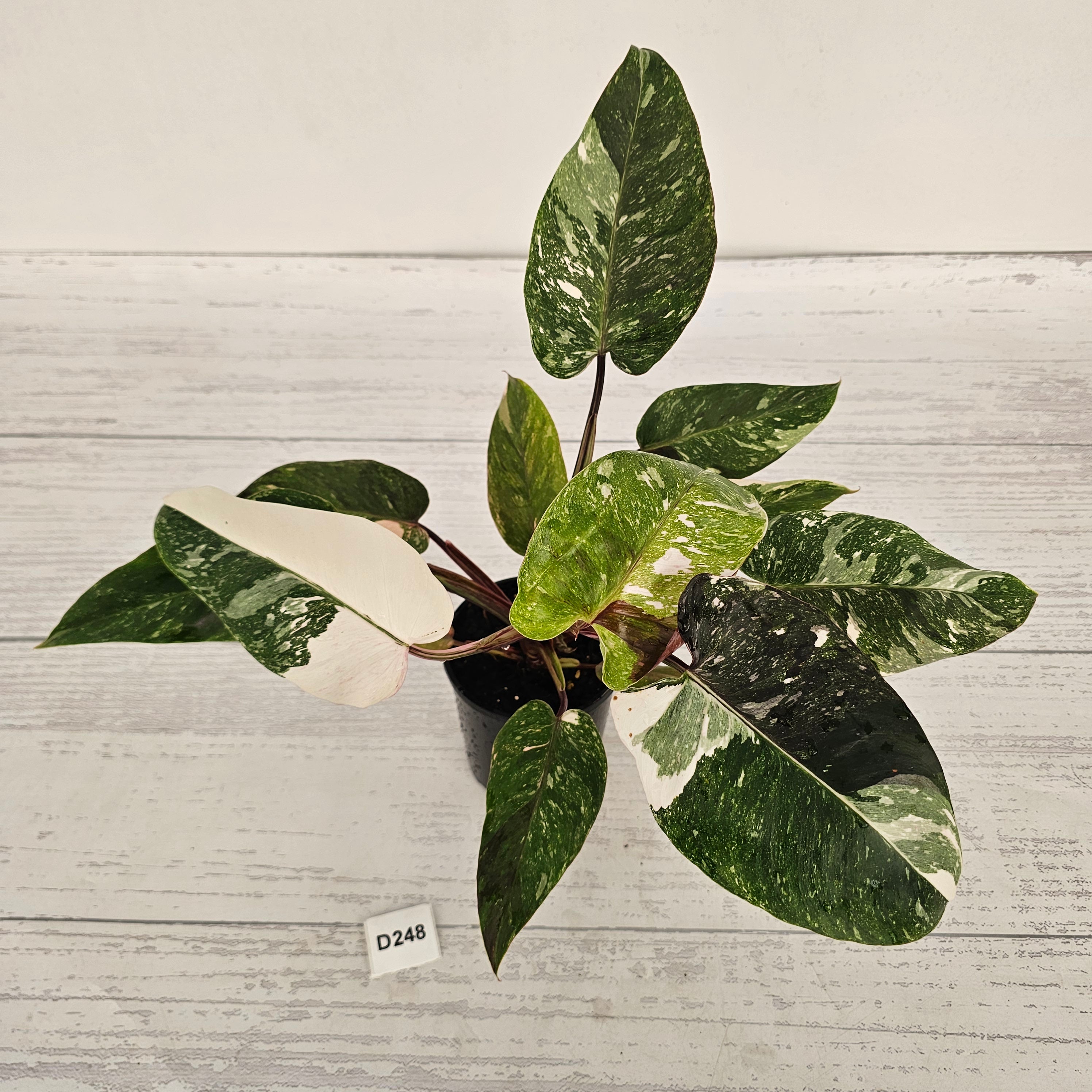 Philodendron 'Pink Princess Galaxy Marble' Sport
