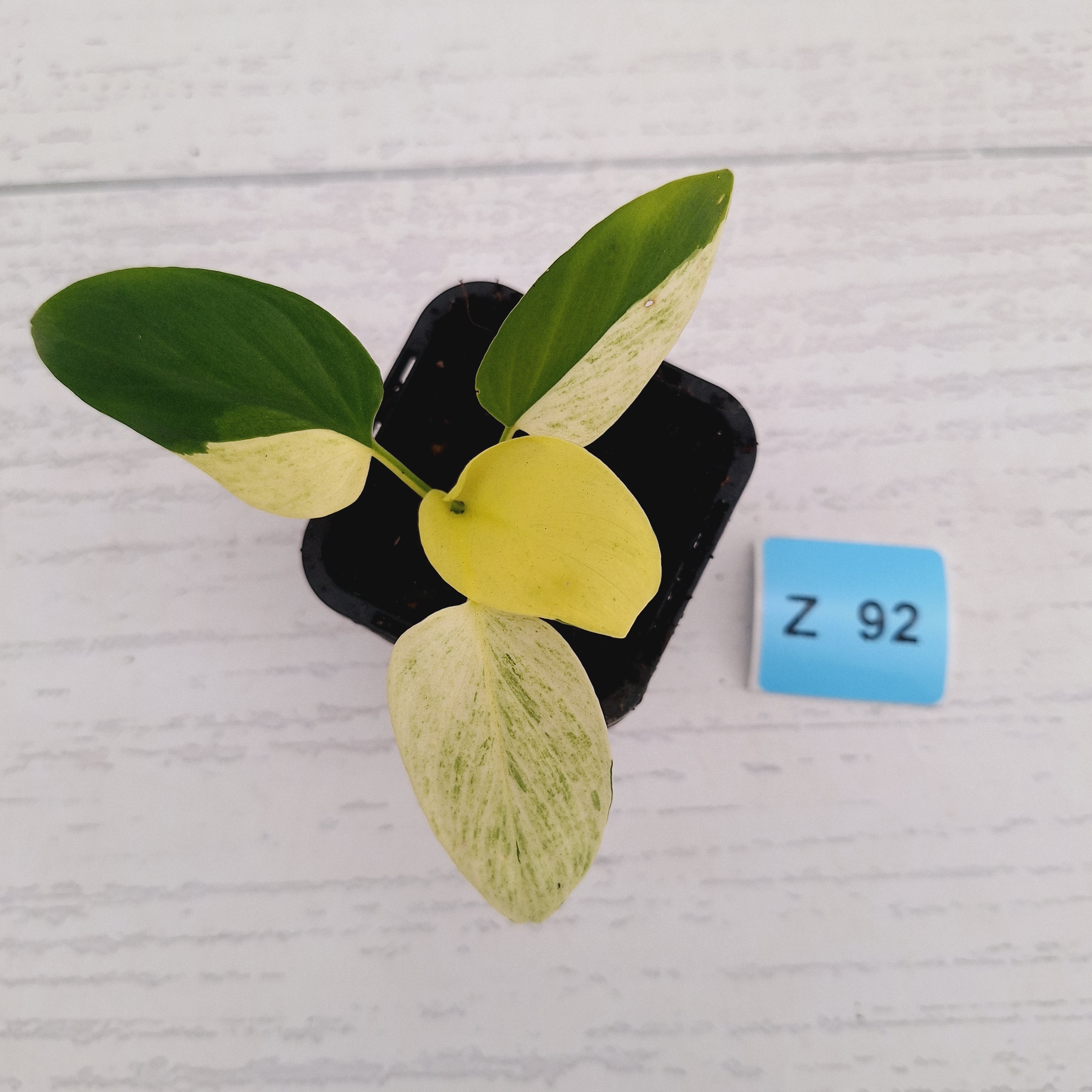Homalomena sulcata ‘Cream Frost’ - SALE
