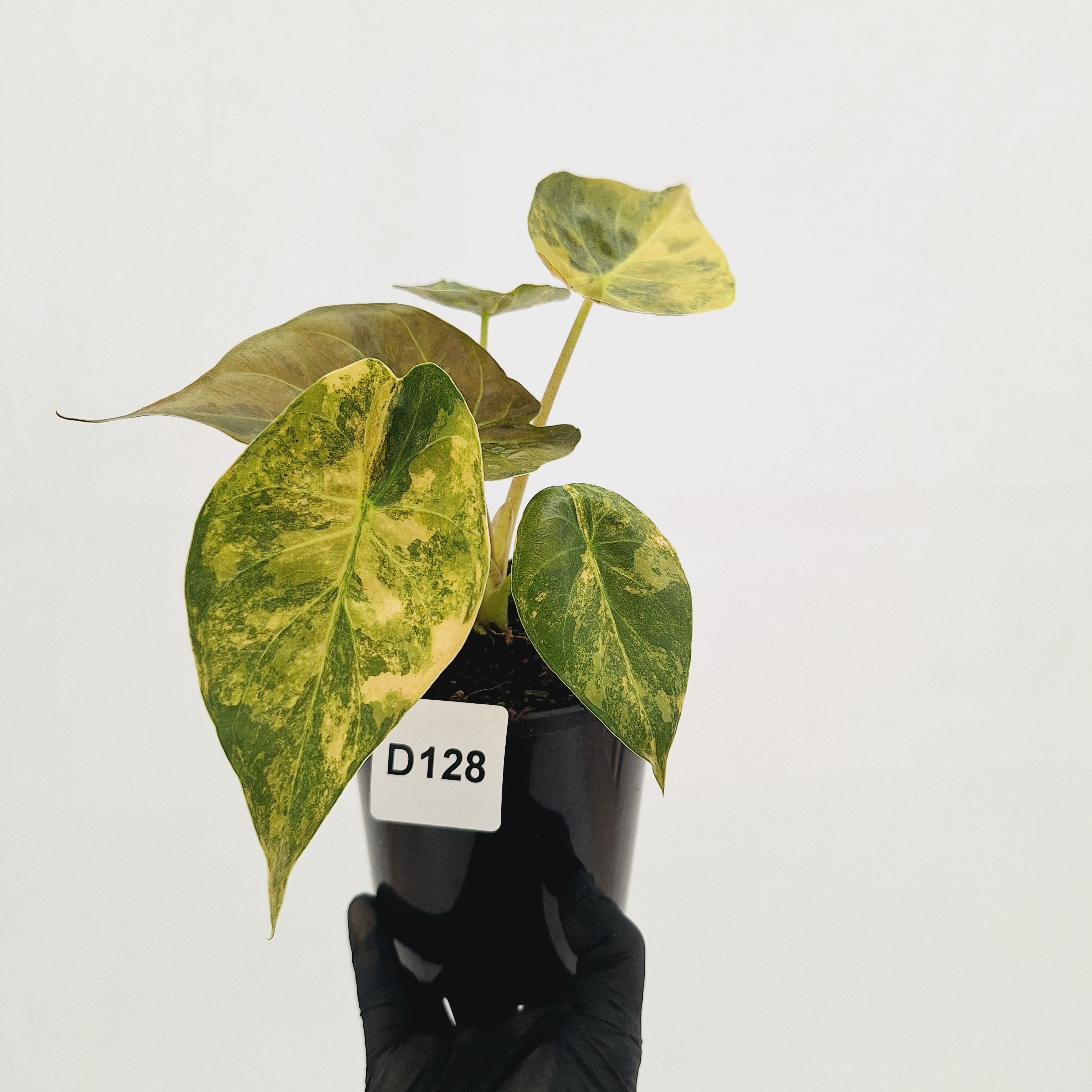 Alocasia ‘wentii’ Variegated