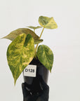Alocasia ‘wentii’ Variegated