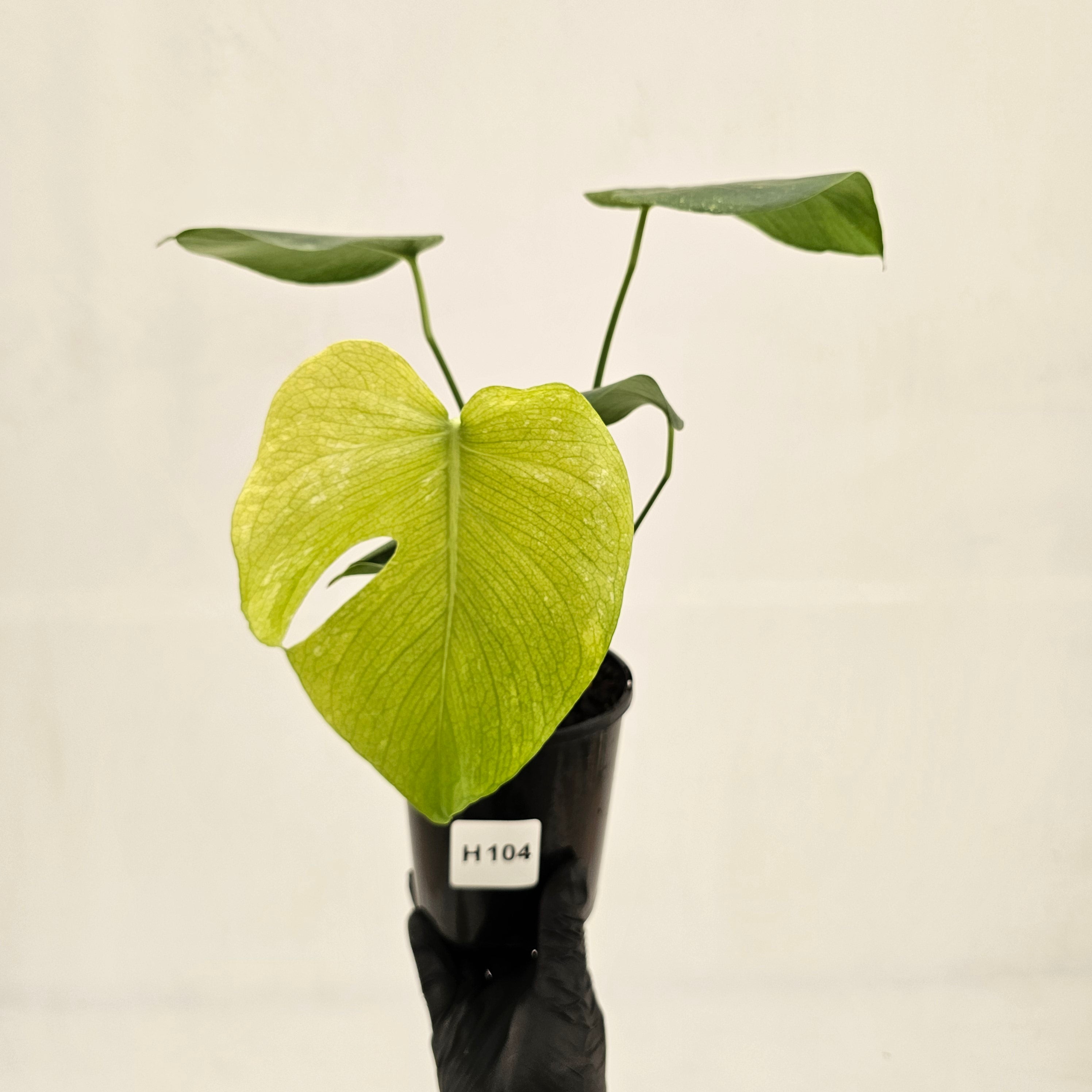 Monstera Deliciosa 'Mint'