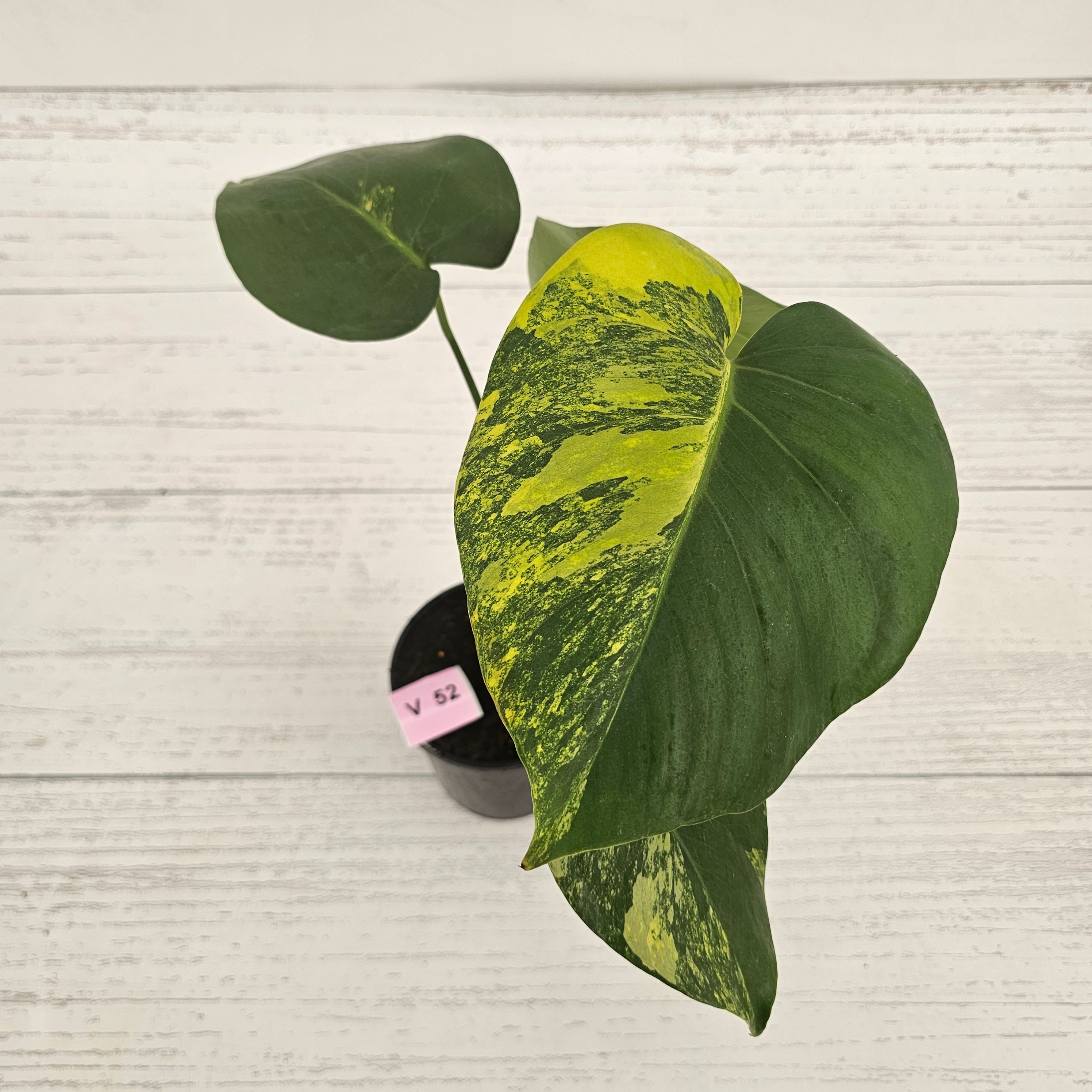 Monstera deliciosa Variegata
