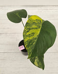 Monstera deliciosa Variegata