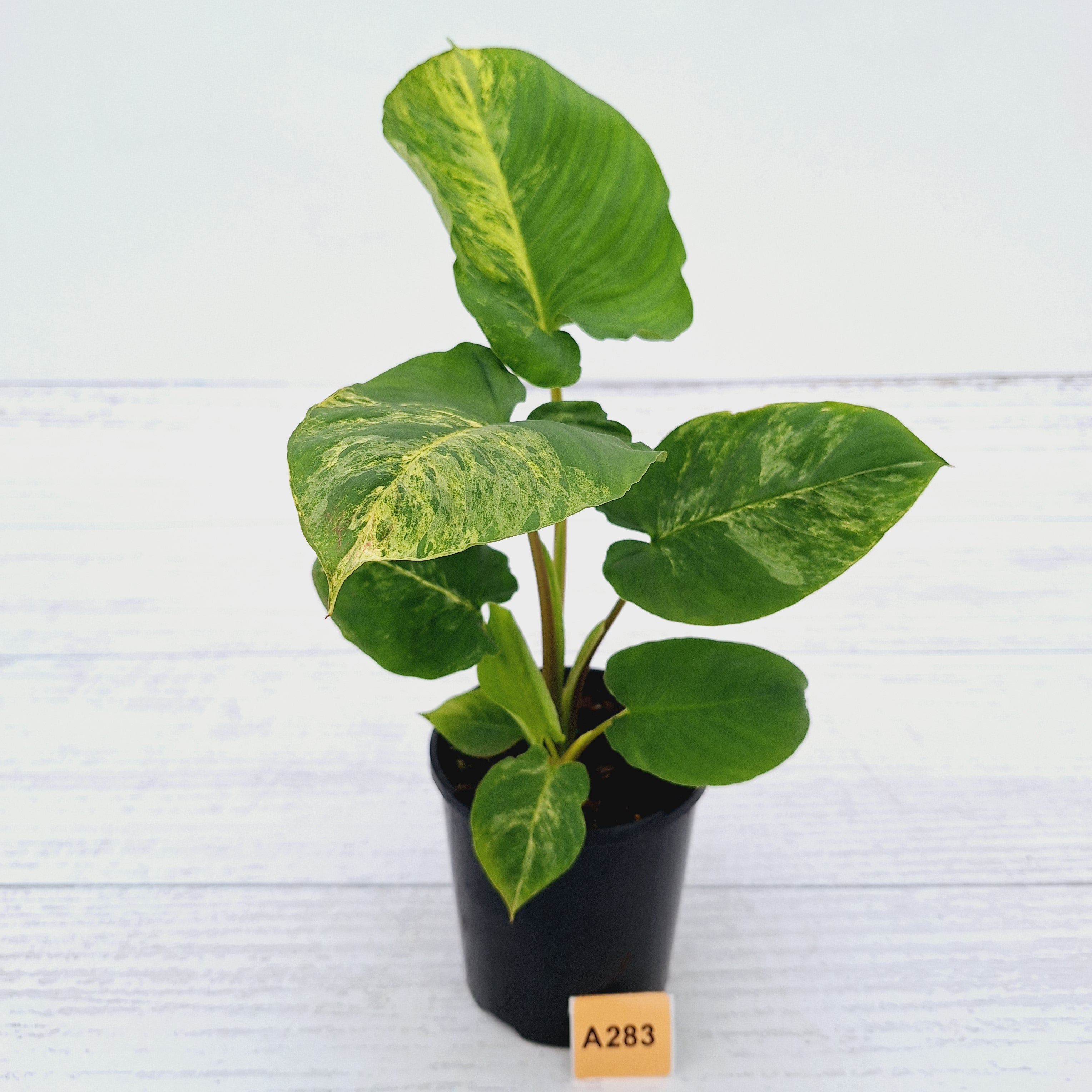 Homalomena rubescens Variegata