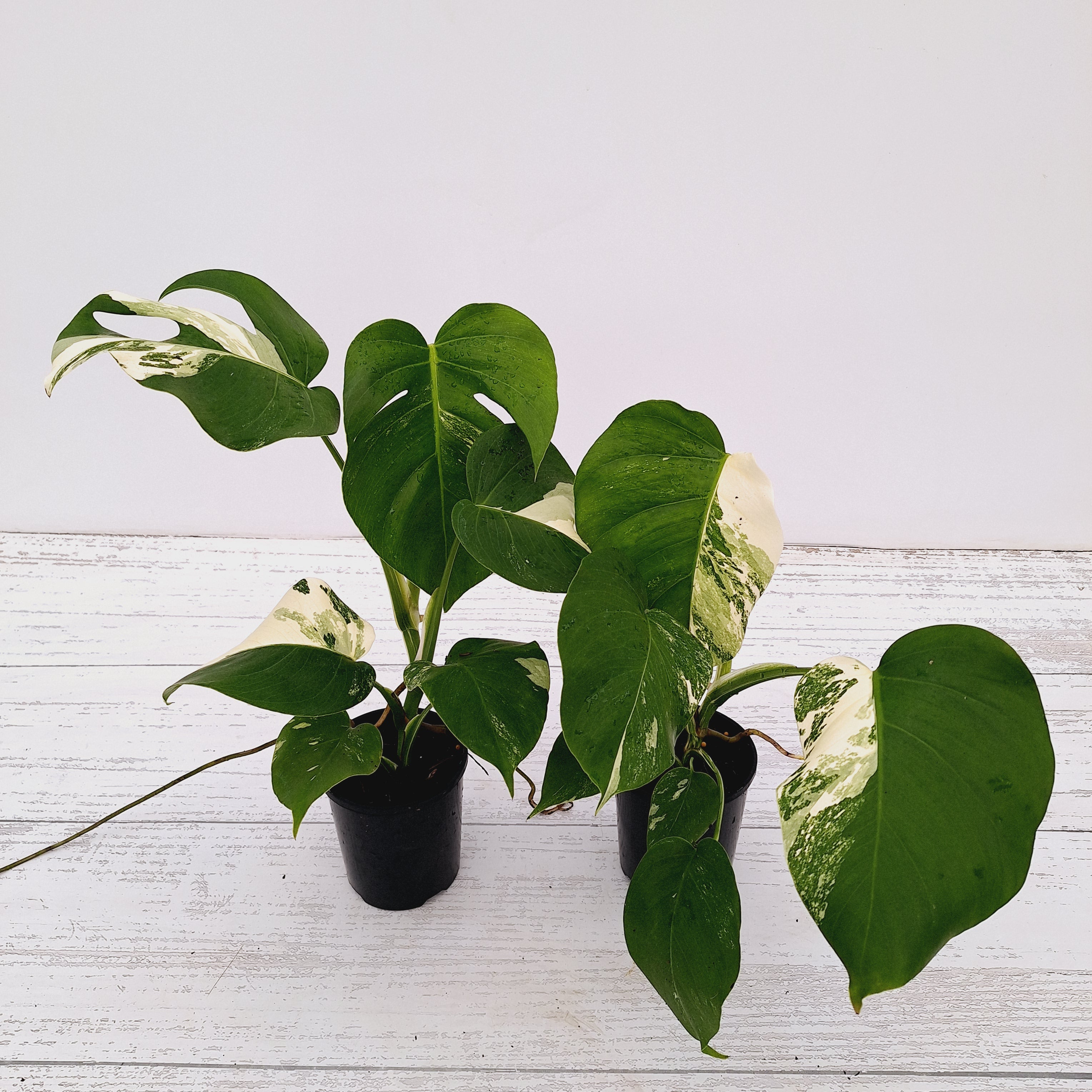 Monstera borsigiana &#39;Albo Variegata&#39; Medium Variegation
