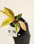 Philodendron 'Rojo Congo Variegated' - SALE