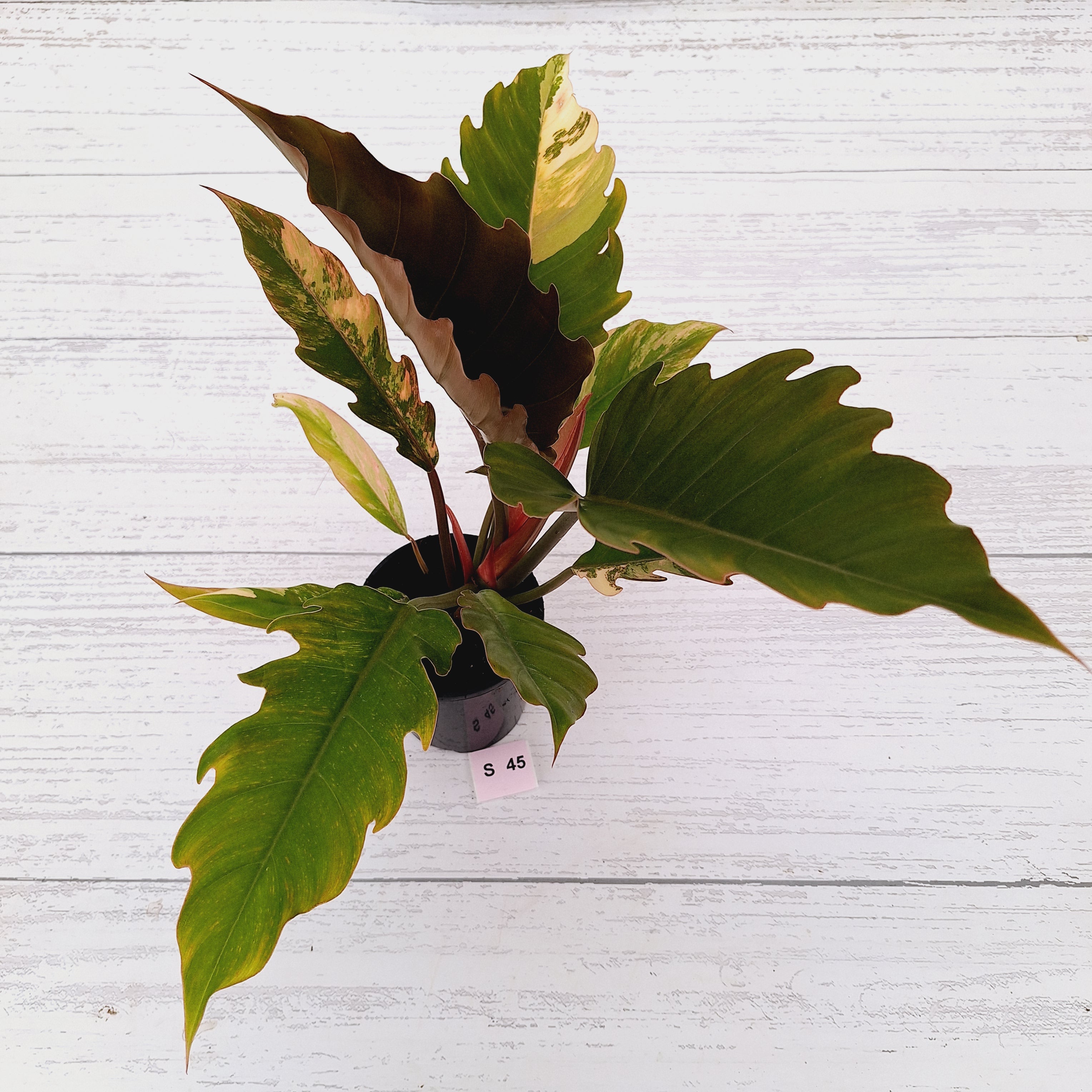 Philodendron serratum Caramel Marble