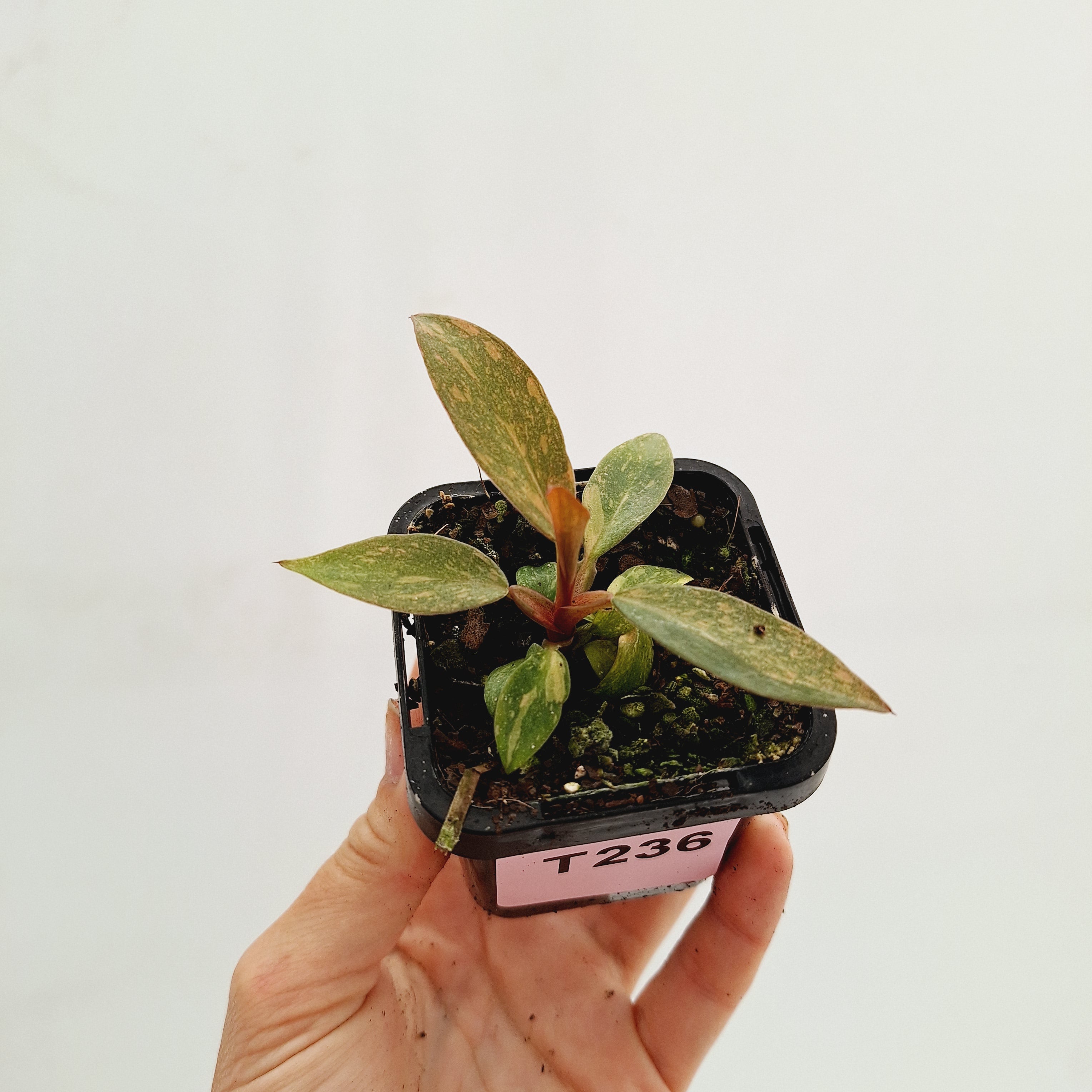 Philodendron &#39;Orange Princess&#39;