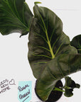 Alocasia Regal 'Shields' - Perfectly Imperfect