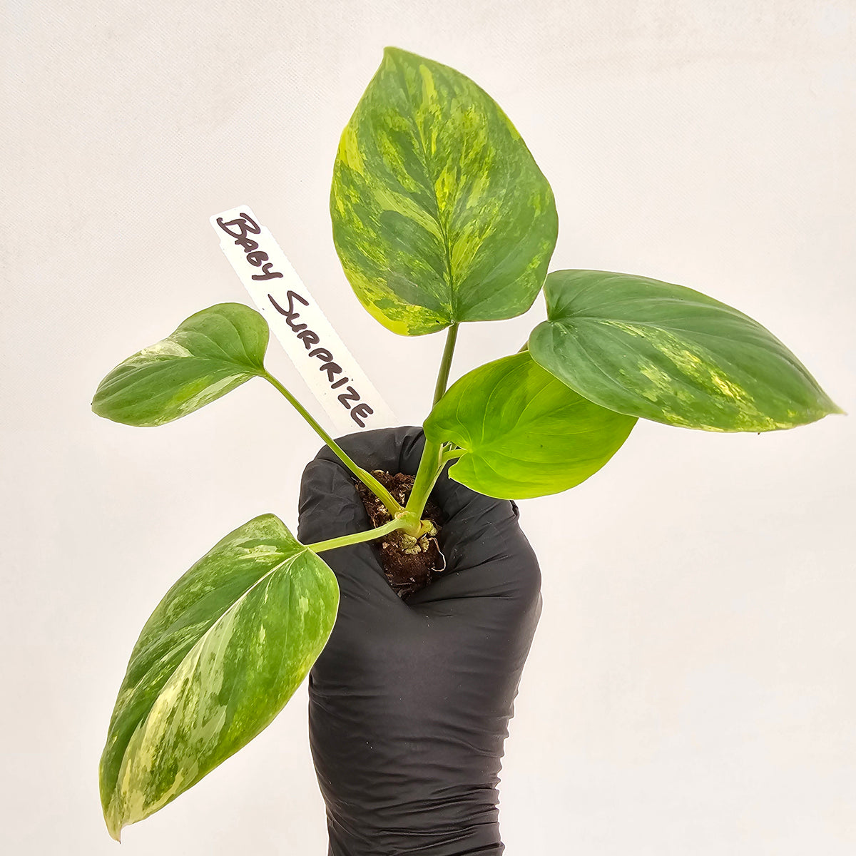 Homalomena rubescens Variegata - Bare Bottom Baby
