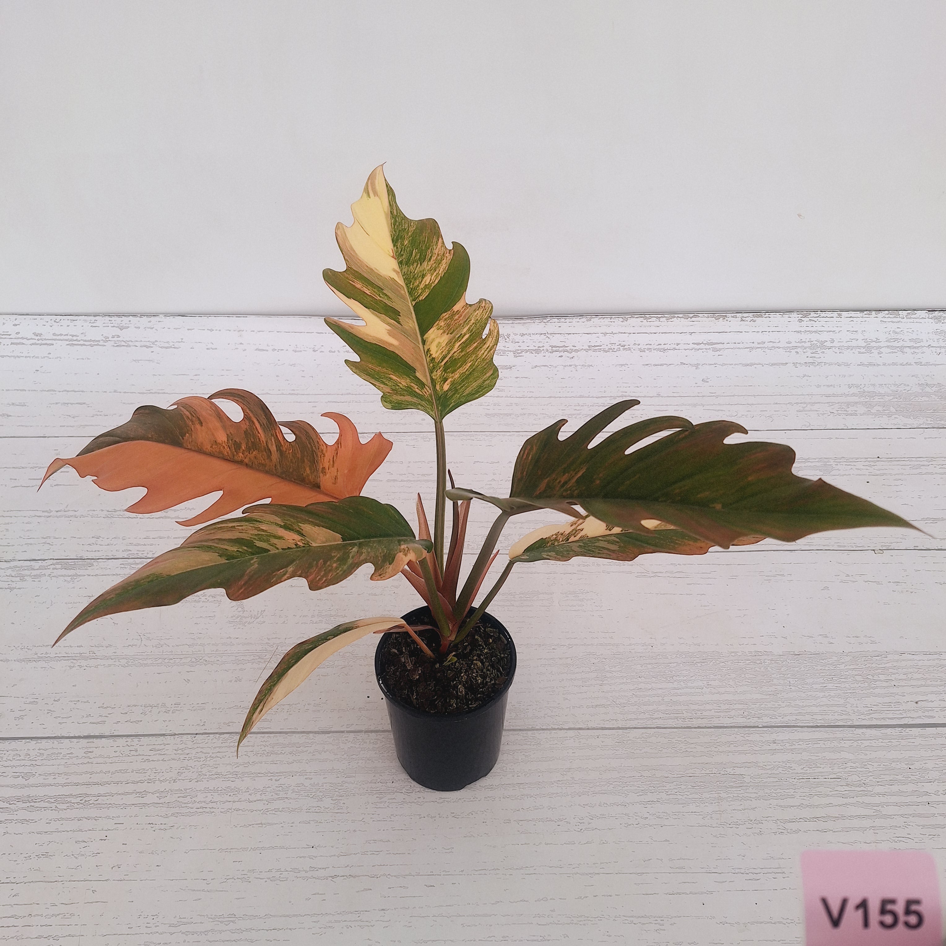 Philodendron serratum Caramel Marble