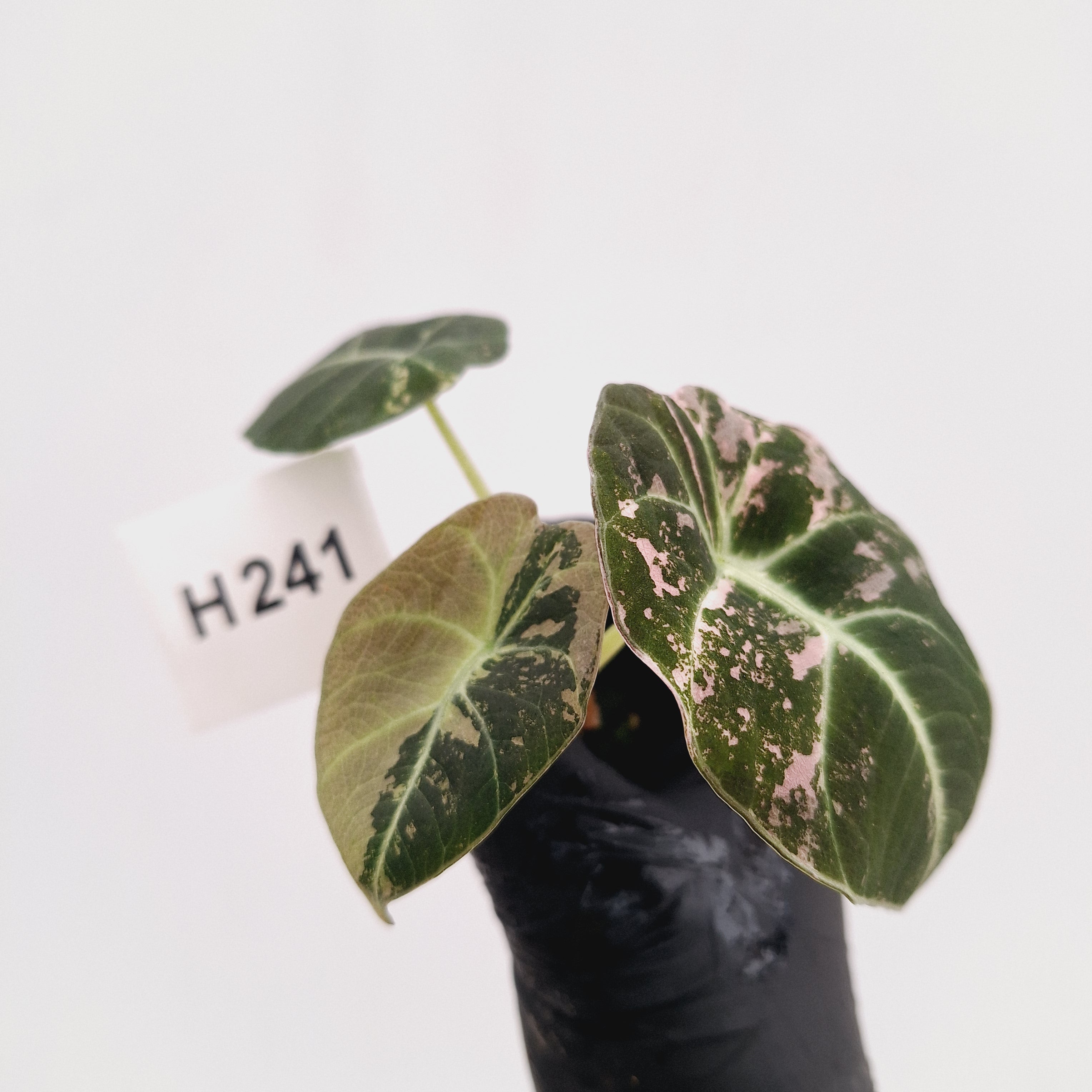 Alocasia reginula 'Black Velvet variegata'- Bare Bottom Baby