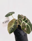 Alocasia reginula 'Black Velvet variegata'- Bare Bottom Baby