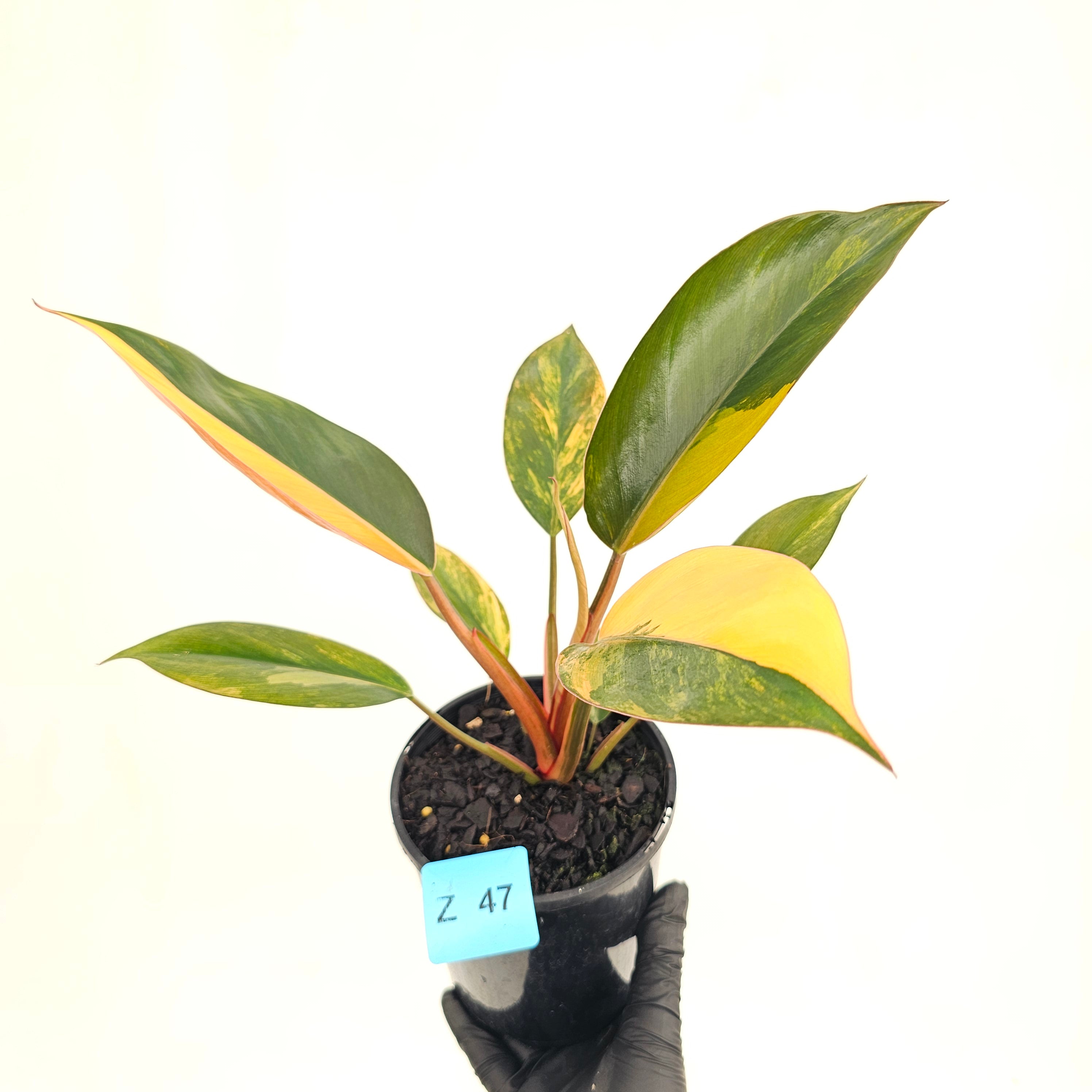 Philodendron 'Rojo Congo Variegated' 125mm