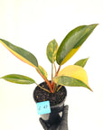 Philodendron 'Rojo Congo Variegated' 125mm