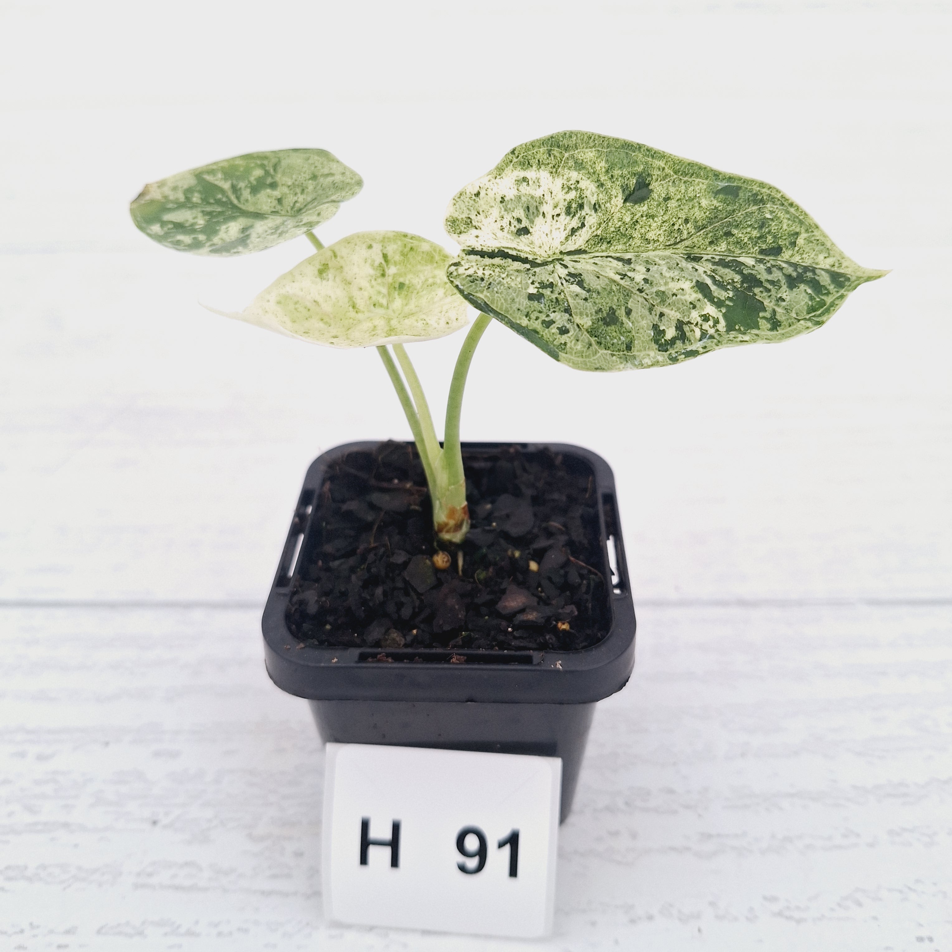 Alocasia baginda ‘Dragon Scale Mint'