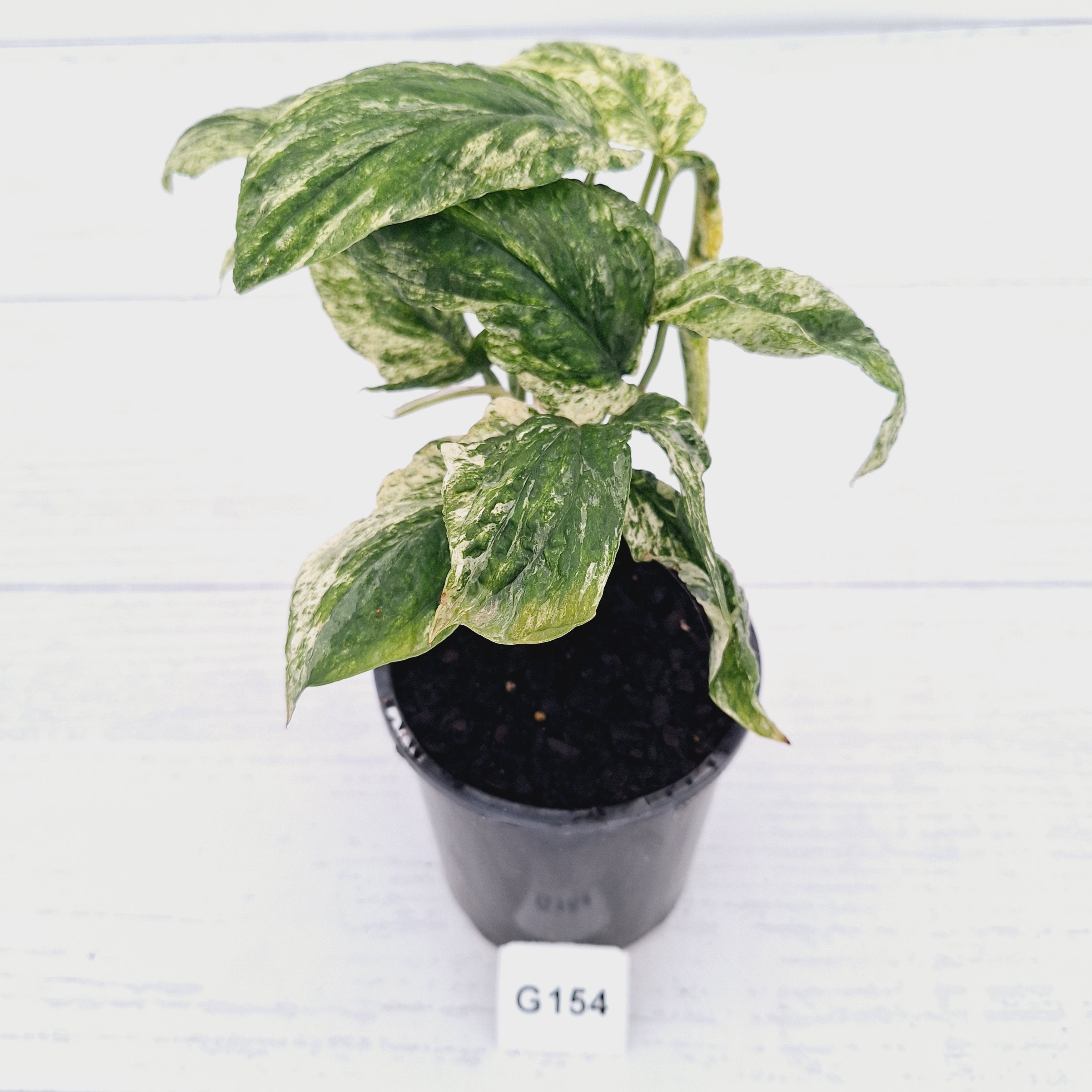 Amydrium medium Variegata