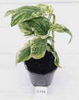 Amydrium medium Variegata