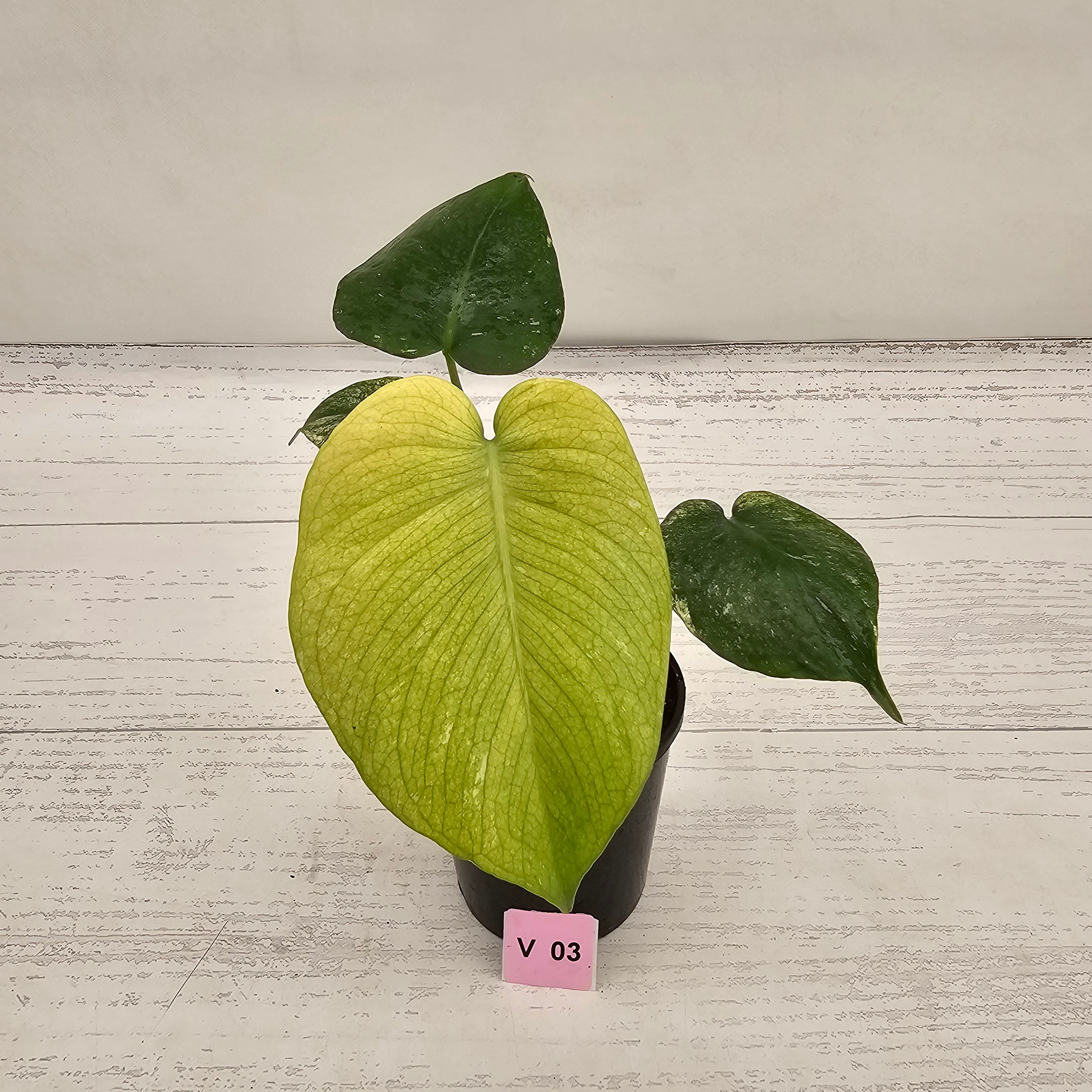 Monstera Deliciosa 'Mint'