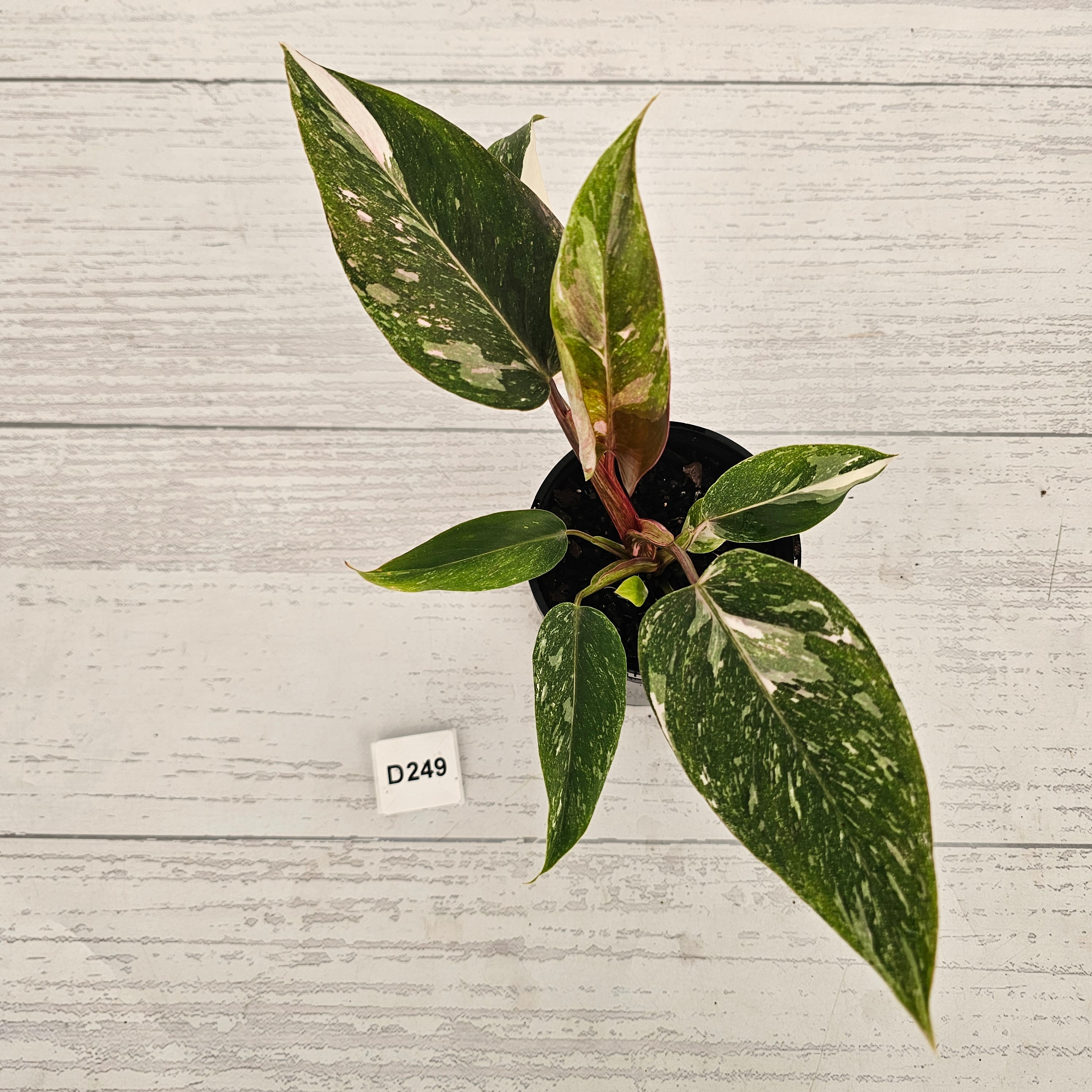 Philodendron 'Pink Princess Galaxy Marble' Sport