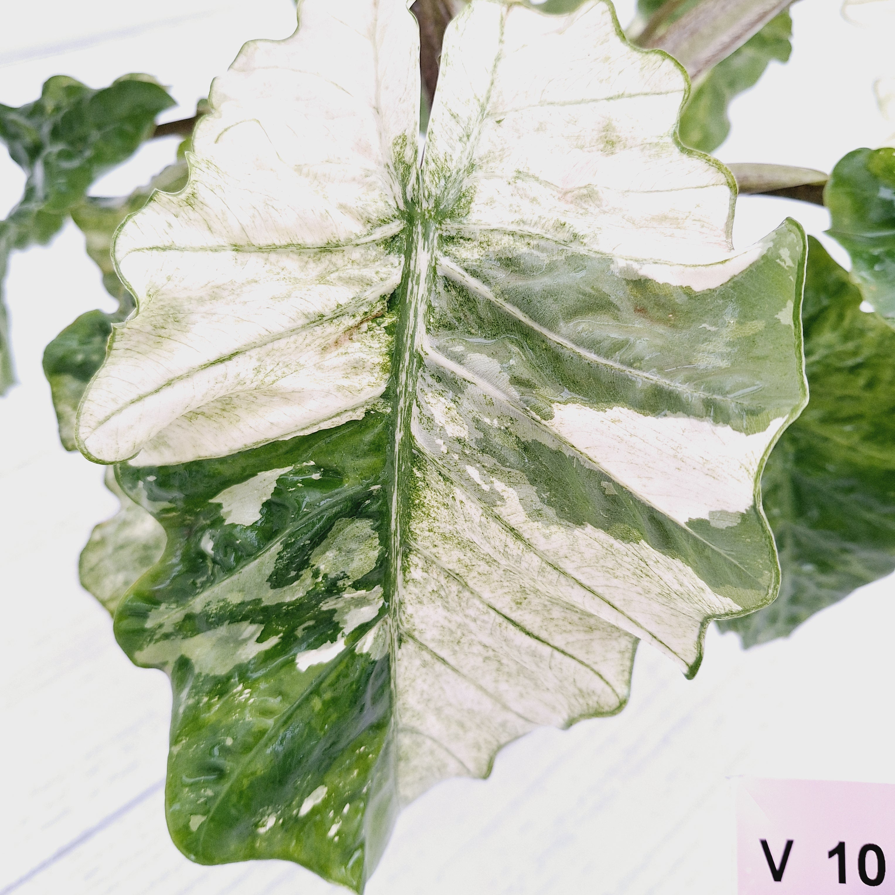 Alocasia odora x portei Low Rider Variegata - SALE