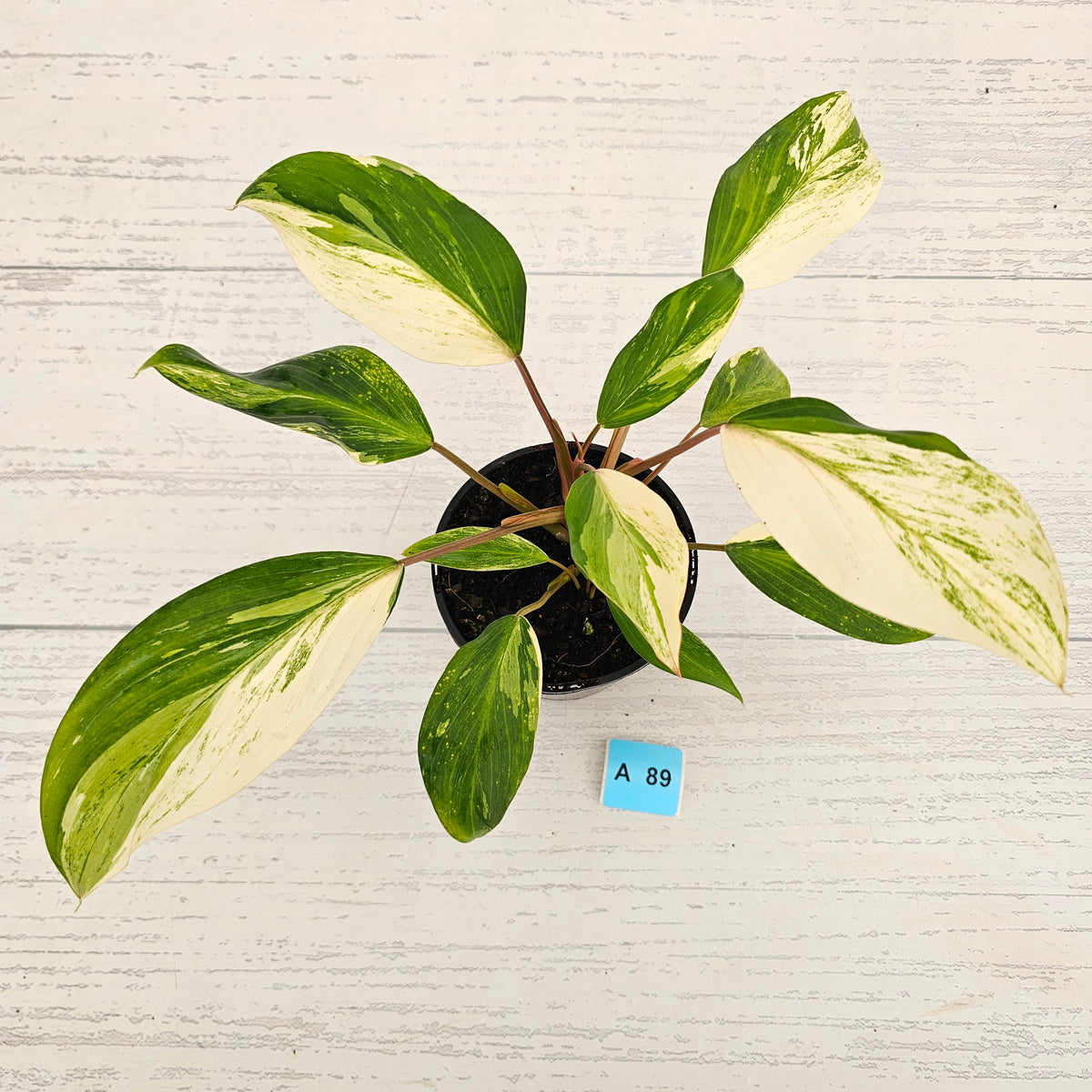 Homalomena 'Tropical Green' Variegata -sale