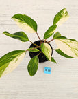 Homalomena 'Tropical Green' Variegata -sale