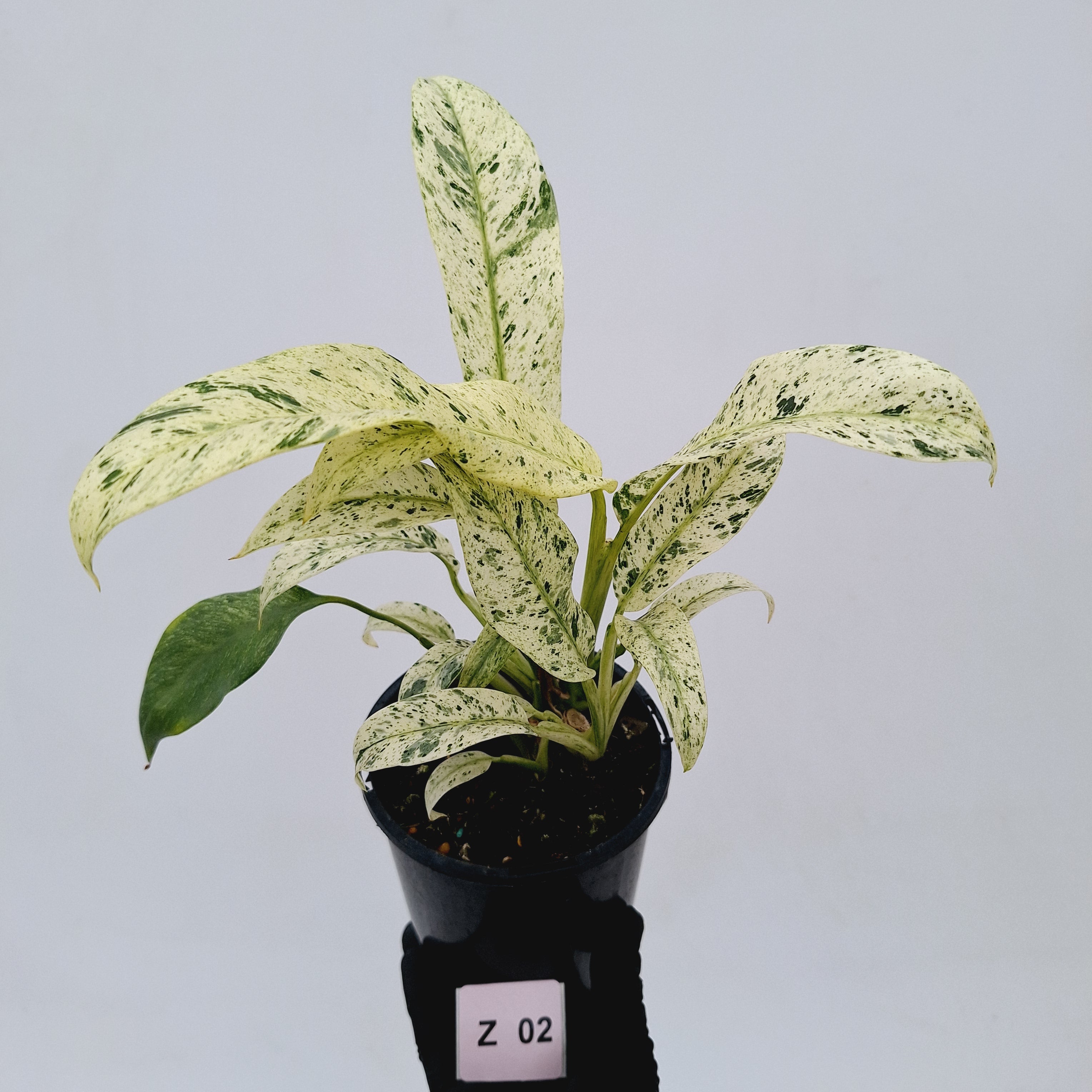 Epipremnum giganteum variegata