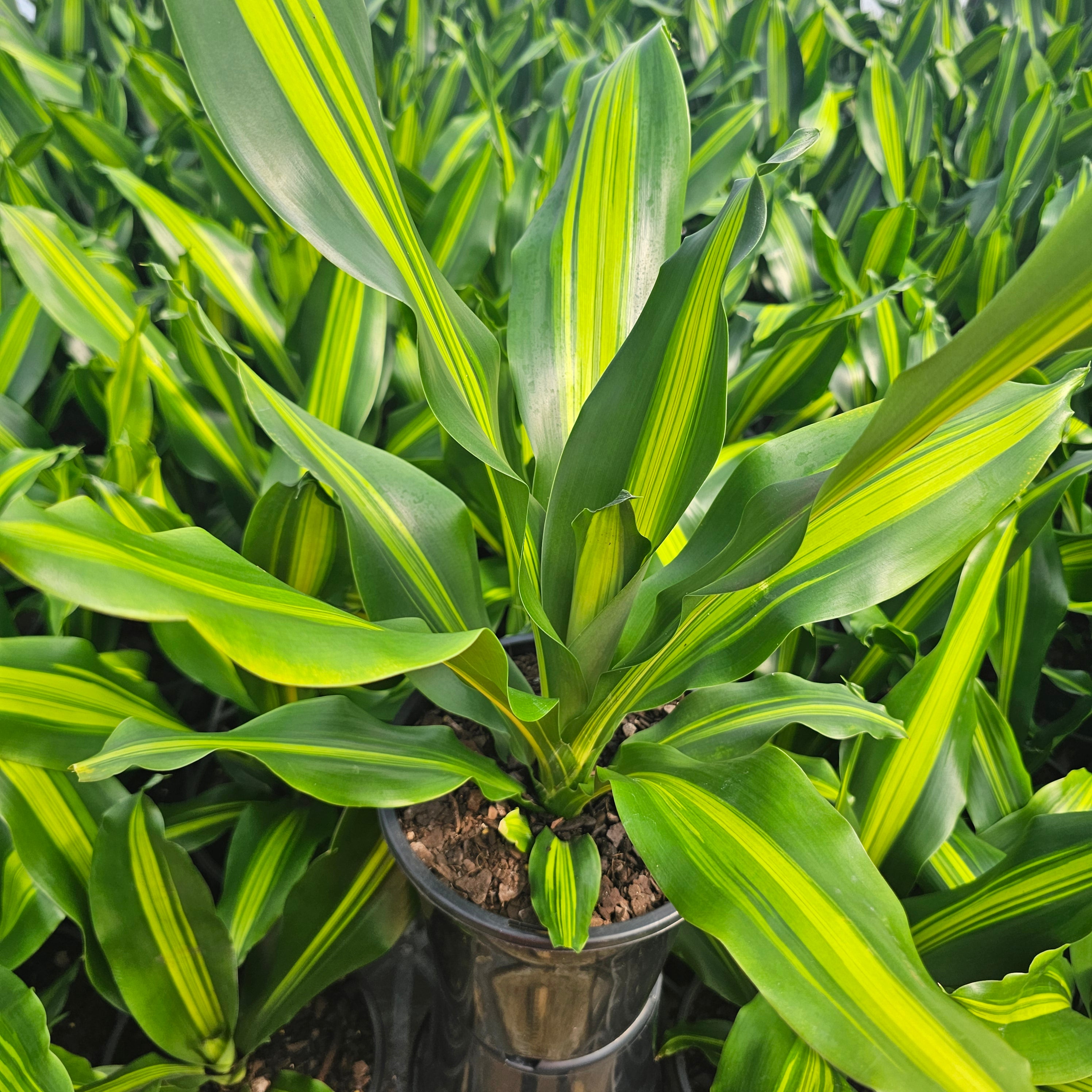 Dracaena fragrans Burley