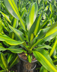 Dracaena fragrans Burley