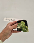 Alocasia baginda ‘Dragon Scale Mint’ -SALE
