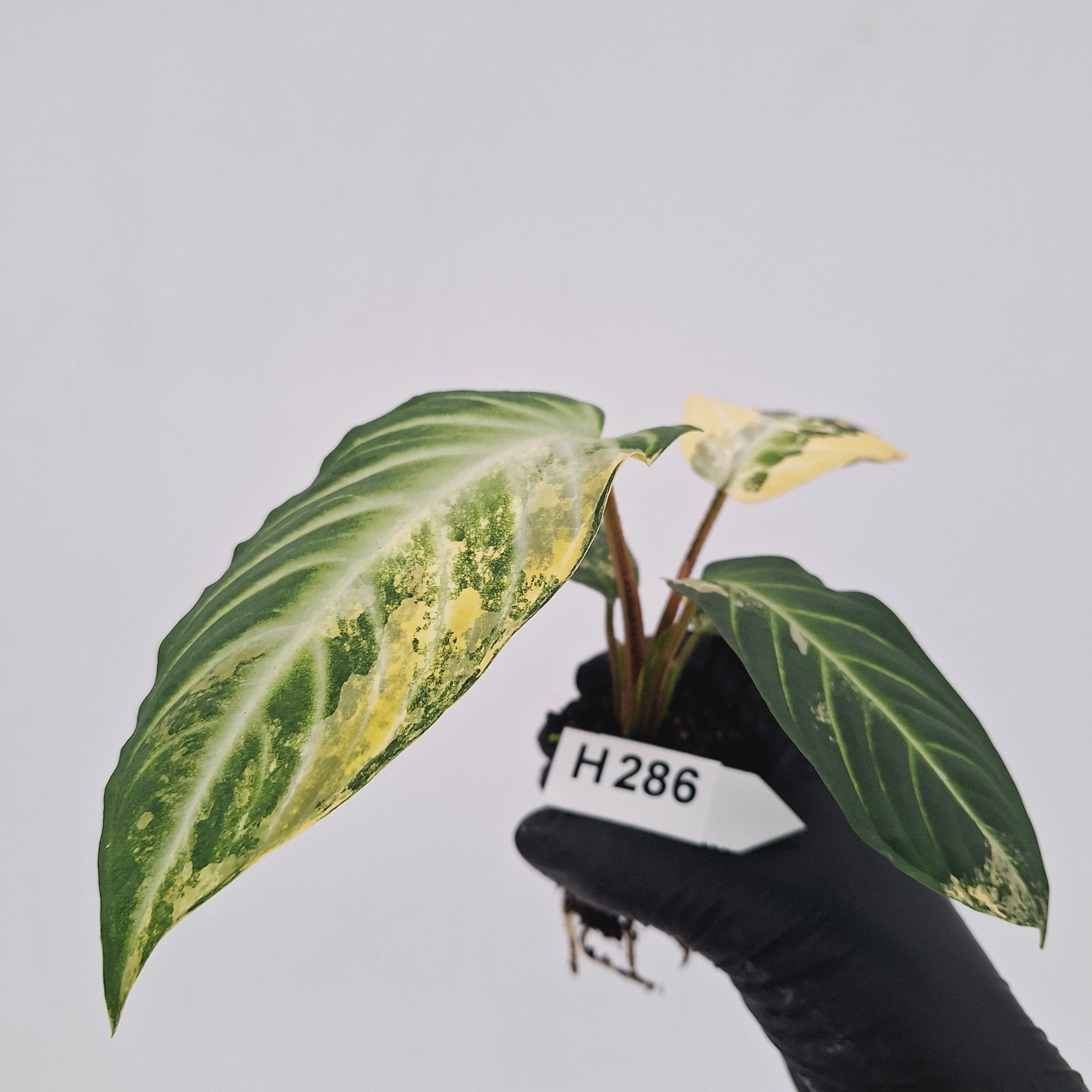 Phyllotaenium lindenii Magnificum Variegata -  Bare Bottom Baby