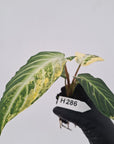 Phyllotaenium lindenii Magnificum Variegata -  Bare Bottom Baby