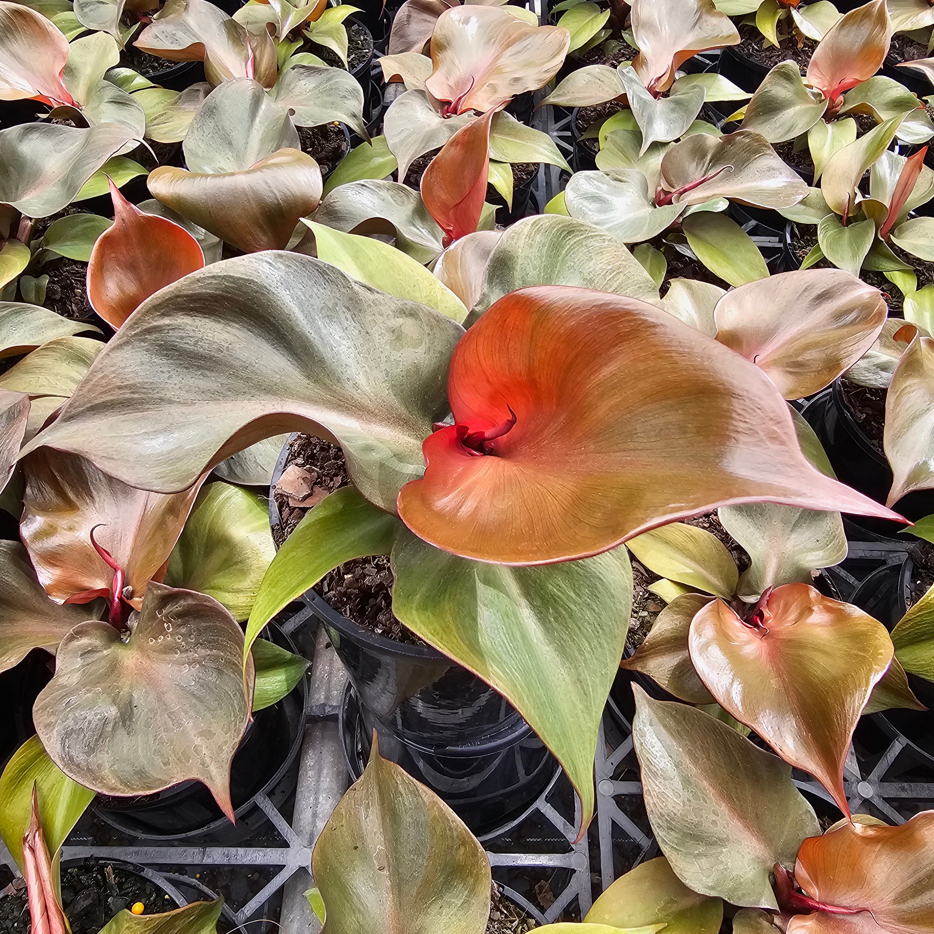 Philodendron erubescens 'red heart'