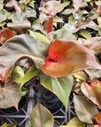 Philodendron erubescens 'red heart'