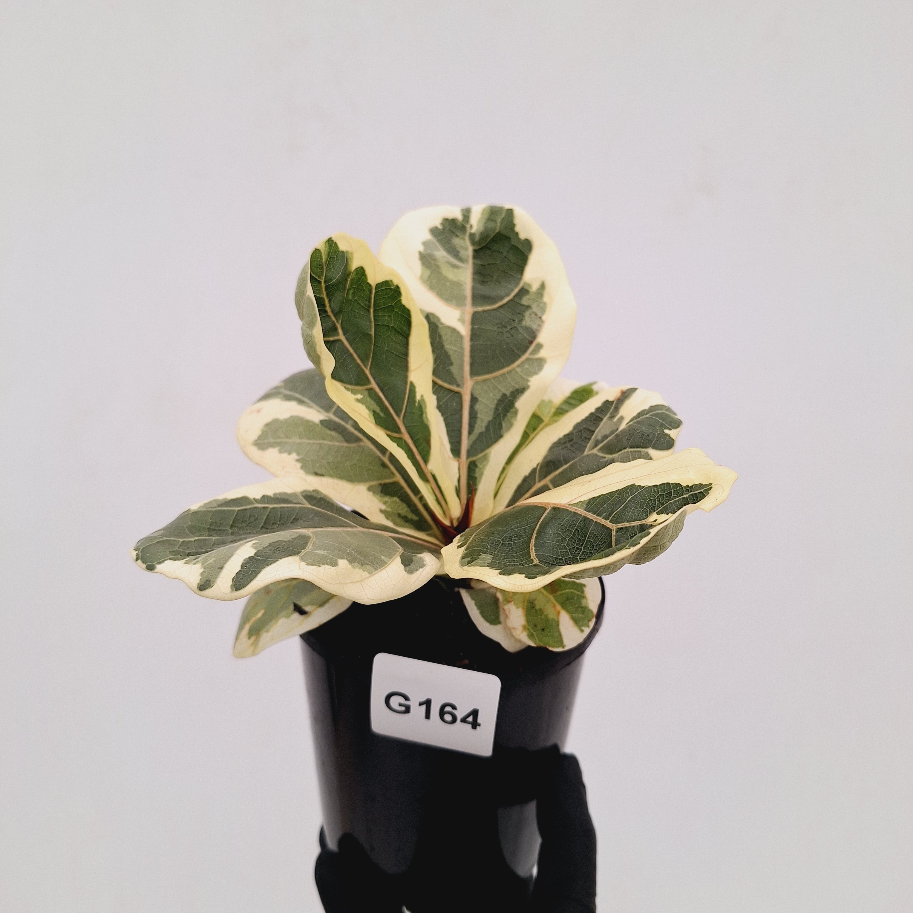Ficus lyrata Variegata