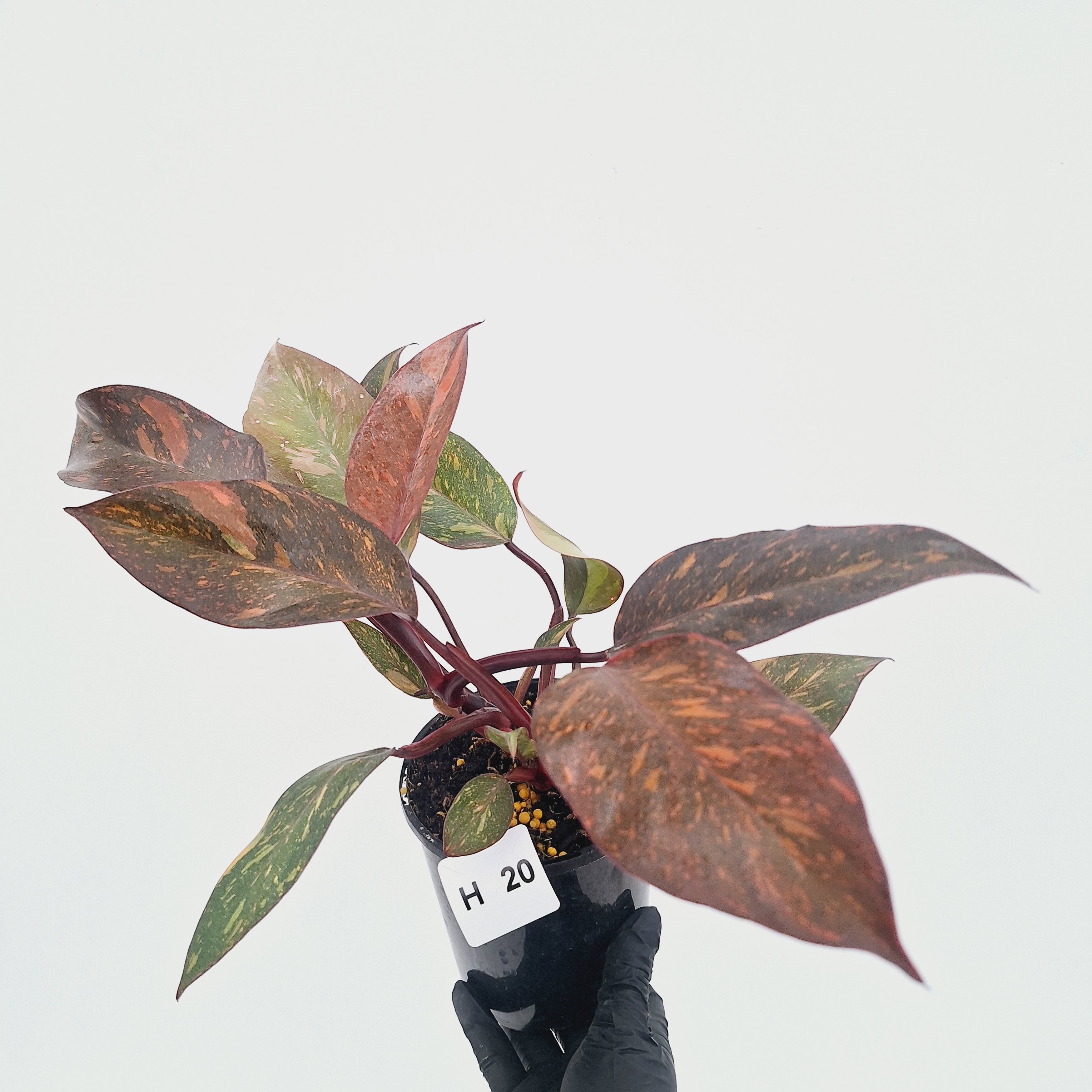 Philodendron 'Orange Princess' - FLASH SALE