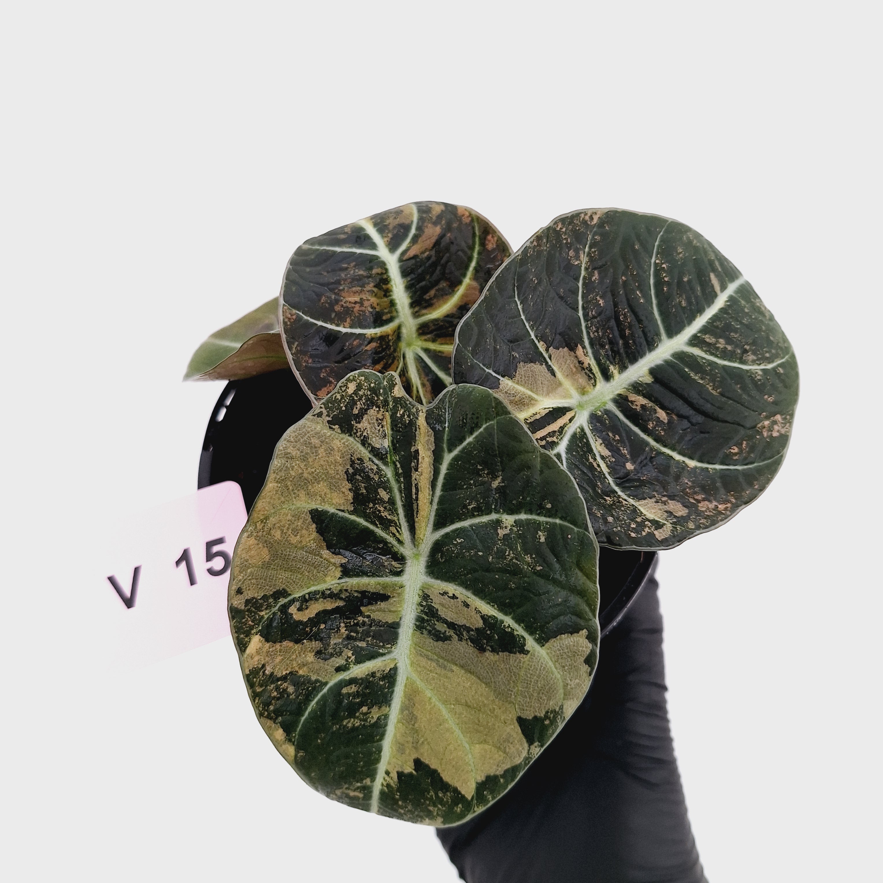 Alocasia reginula 'Black Velvet variegata'