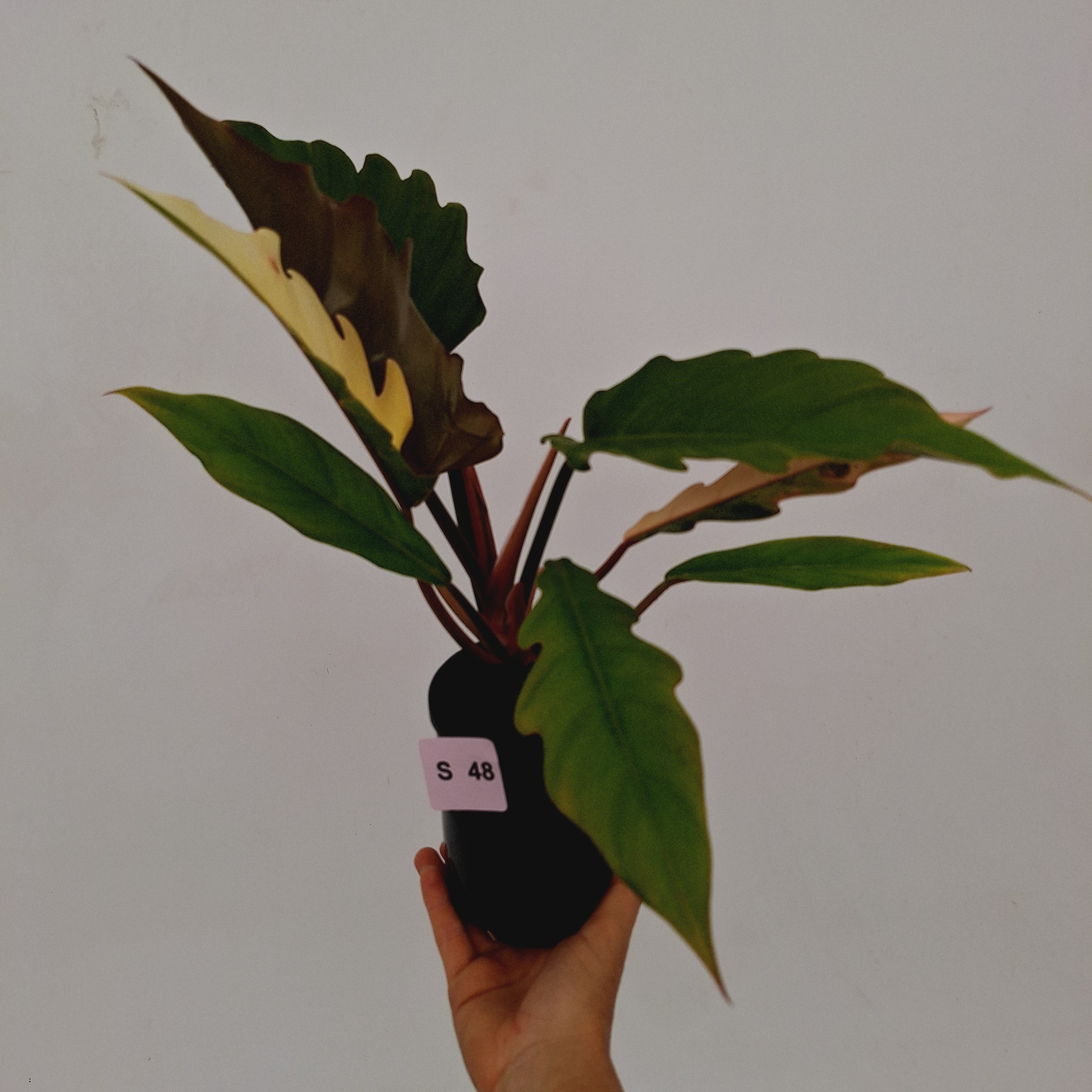 Philodendron serratum Caramel Marble