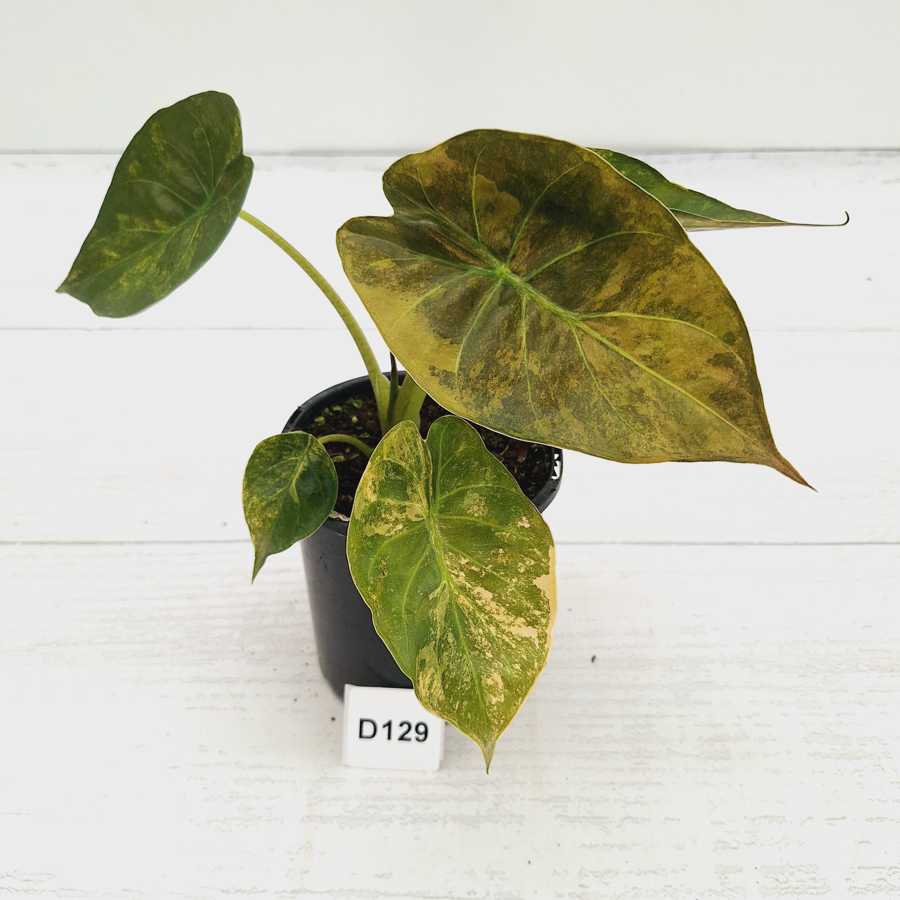 Alocasia ‘wentii’ Variegated