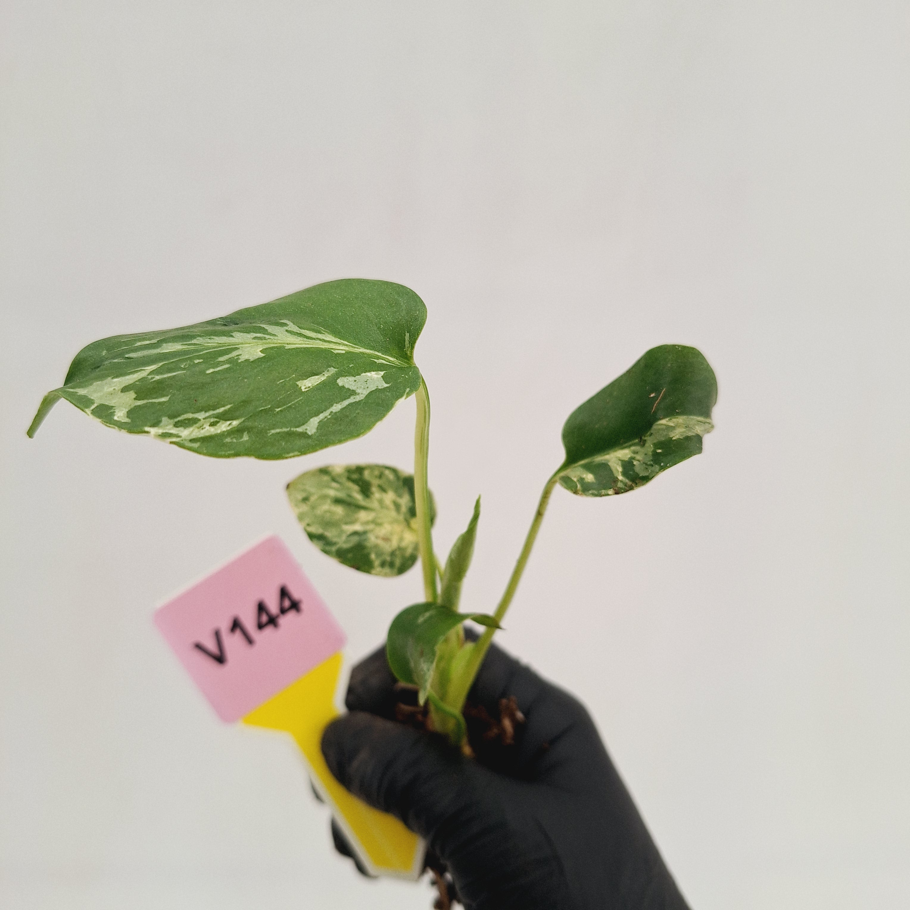 Monstera Deliciosa 'Bulbasaur - Bare Bottom Baby