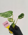 Monstera Deliciosa 'Bulbasaur - Bare Bottom Baby