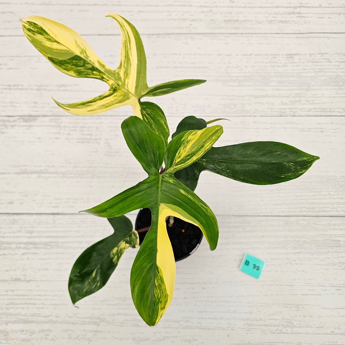 Philodendron pedatum 'Florida Beauty'