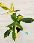 Philodendron pedatum 'Florida Beauty'