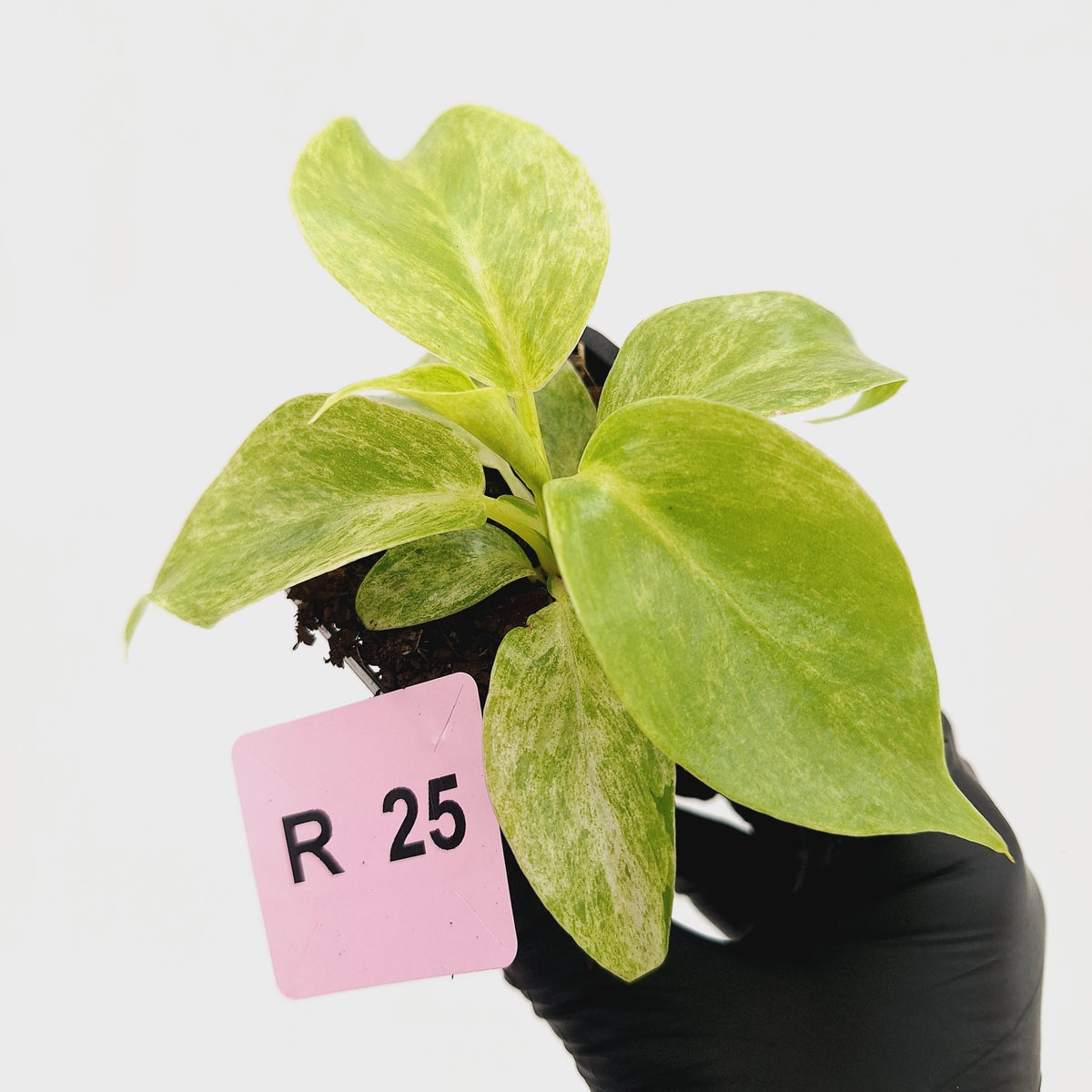 Philodendron giganteum Blizzard - SALE
