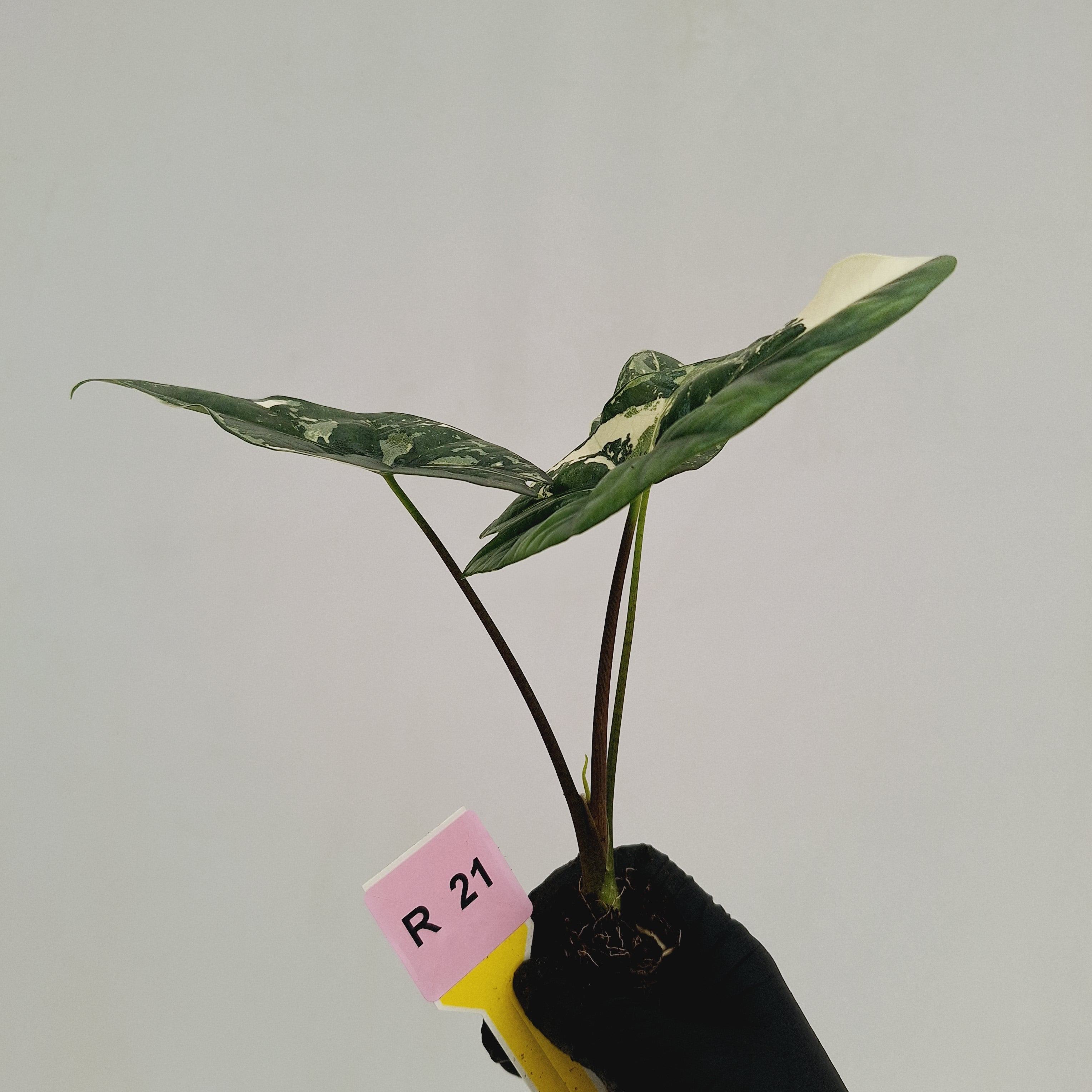Alocasia 'Simpo'  Variegata- Bare Bottom Baby - SALE