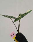 Alocasia 'Simpo'  Variegata- Bare Bottom Baby - SALE