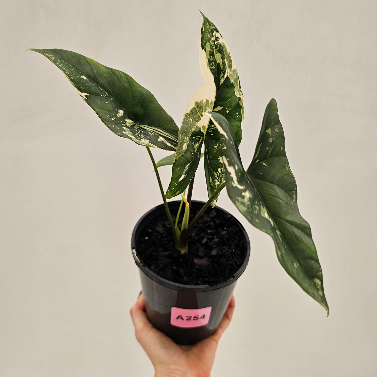 Alocasia ‘Simpo Albo’ Variegata - SALE