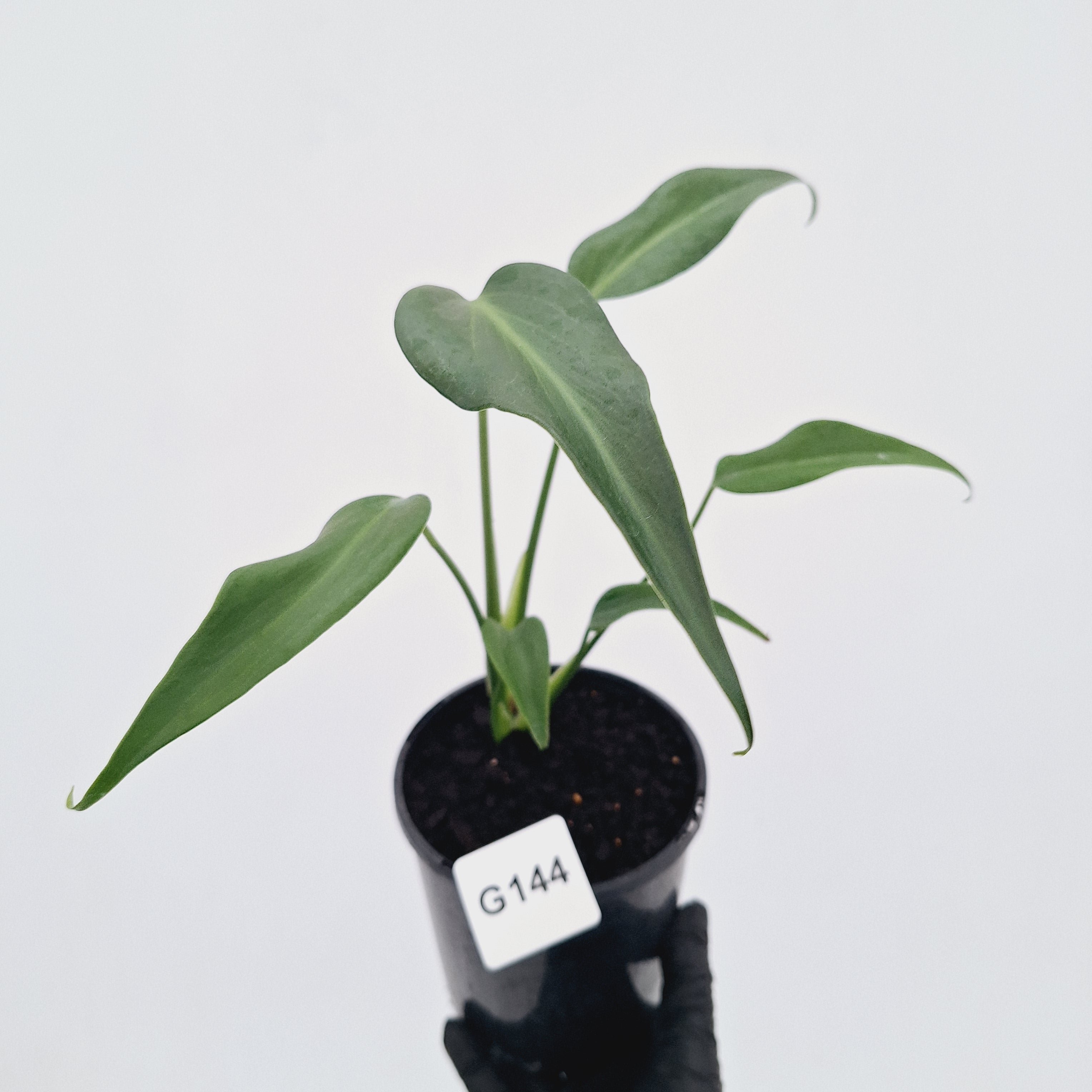 Monstera 'Burle Marx's Flame'